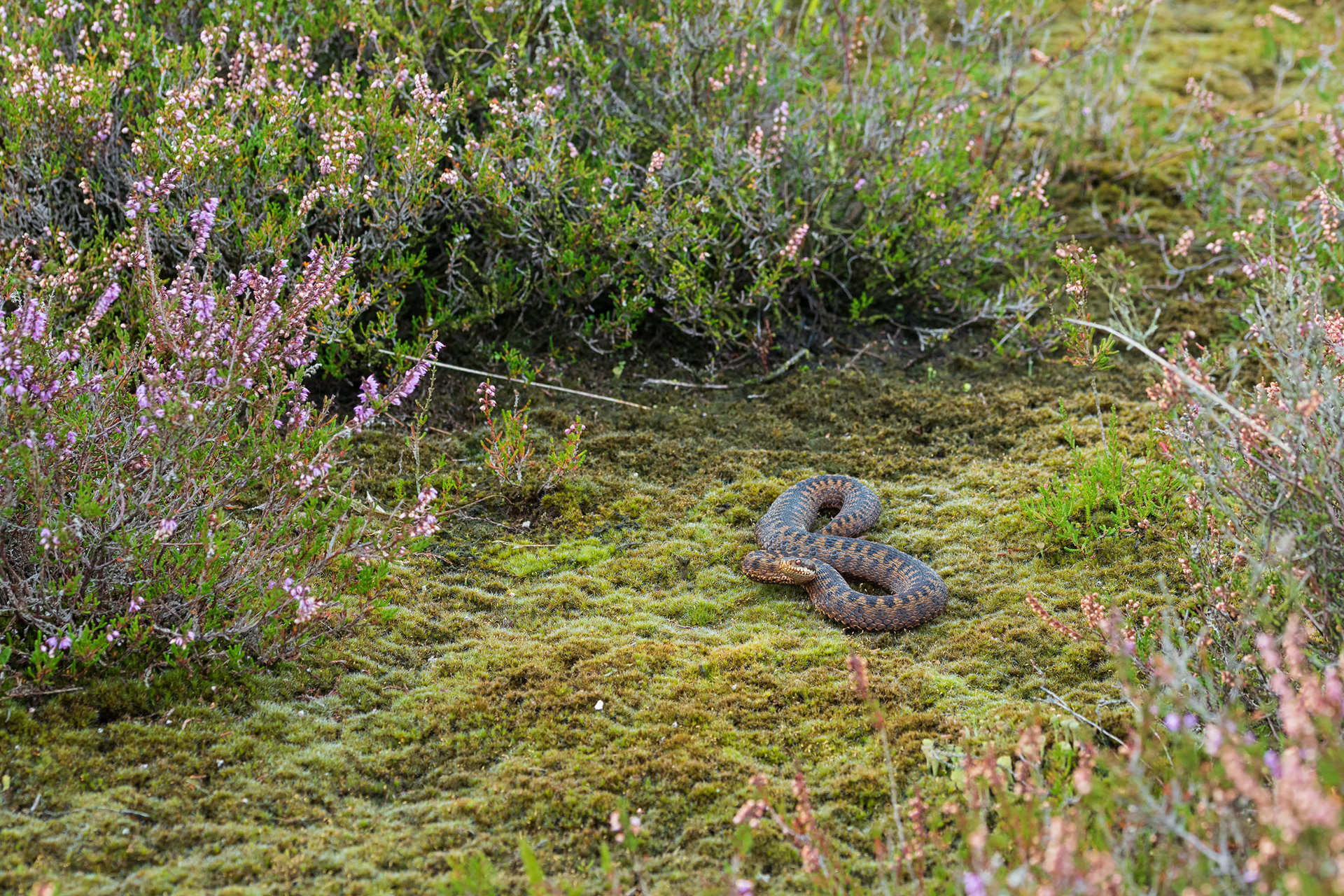 Adult femalte viper