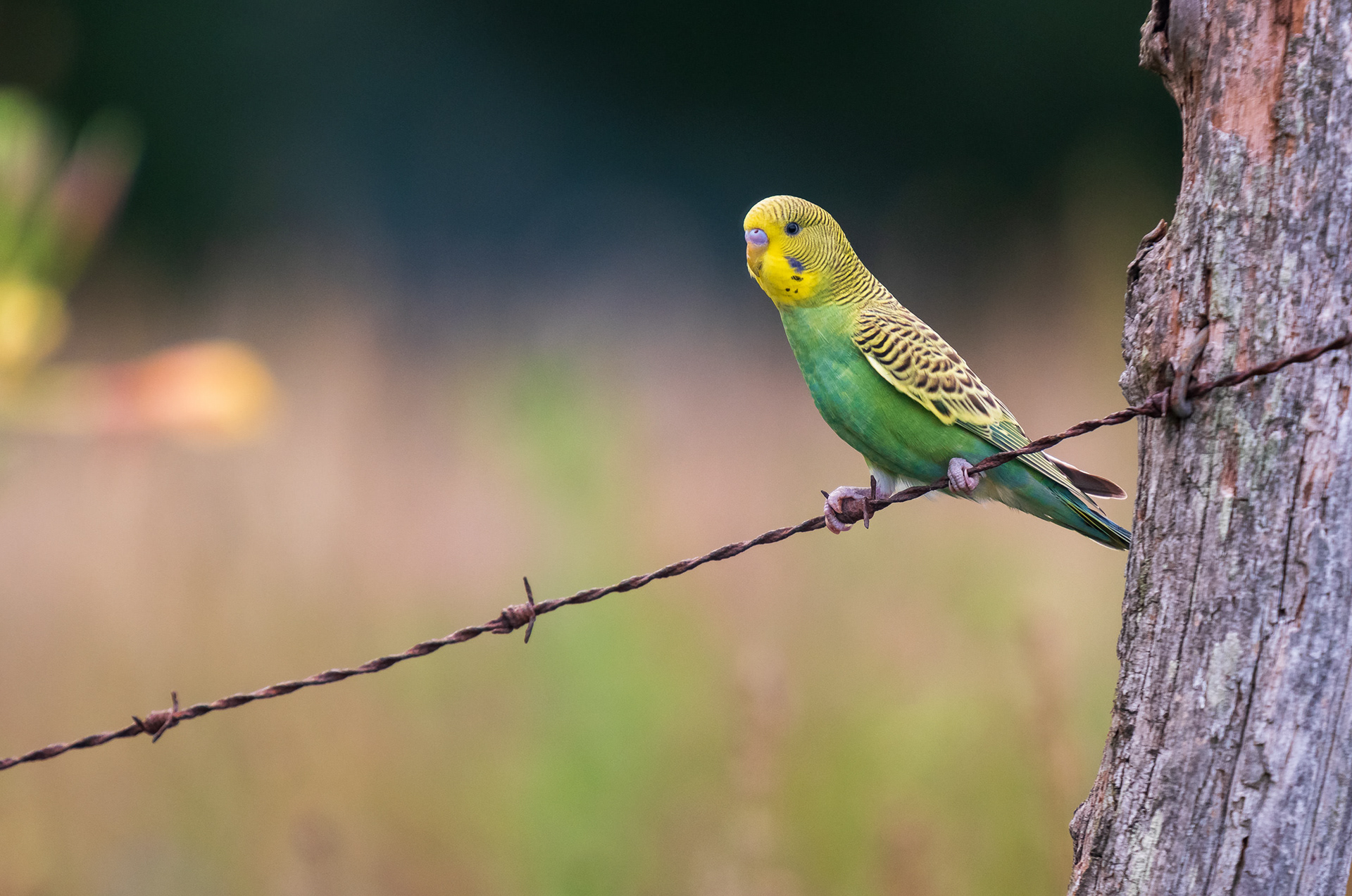 Budgerigar (parakeet)