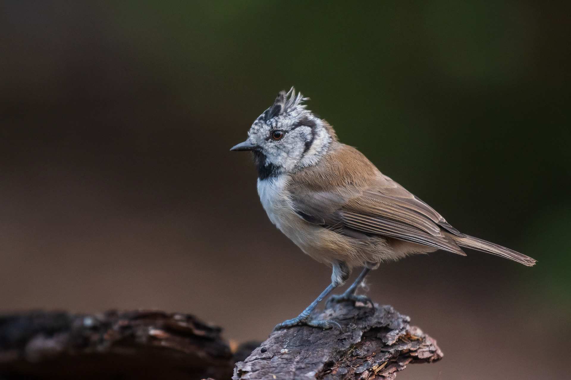 Crested Tit
