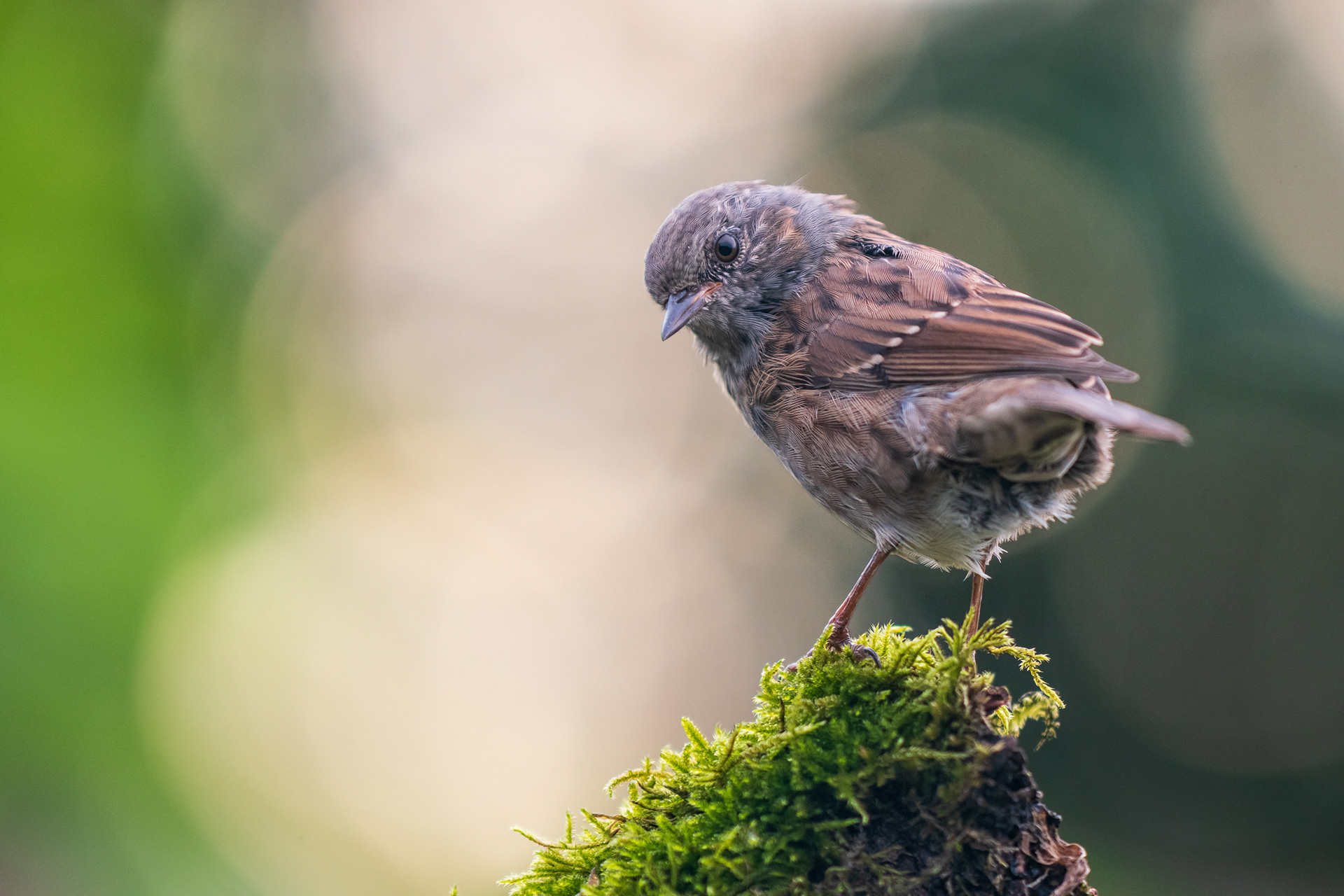 Dunnock