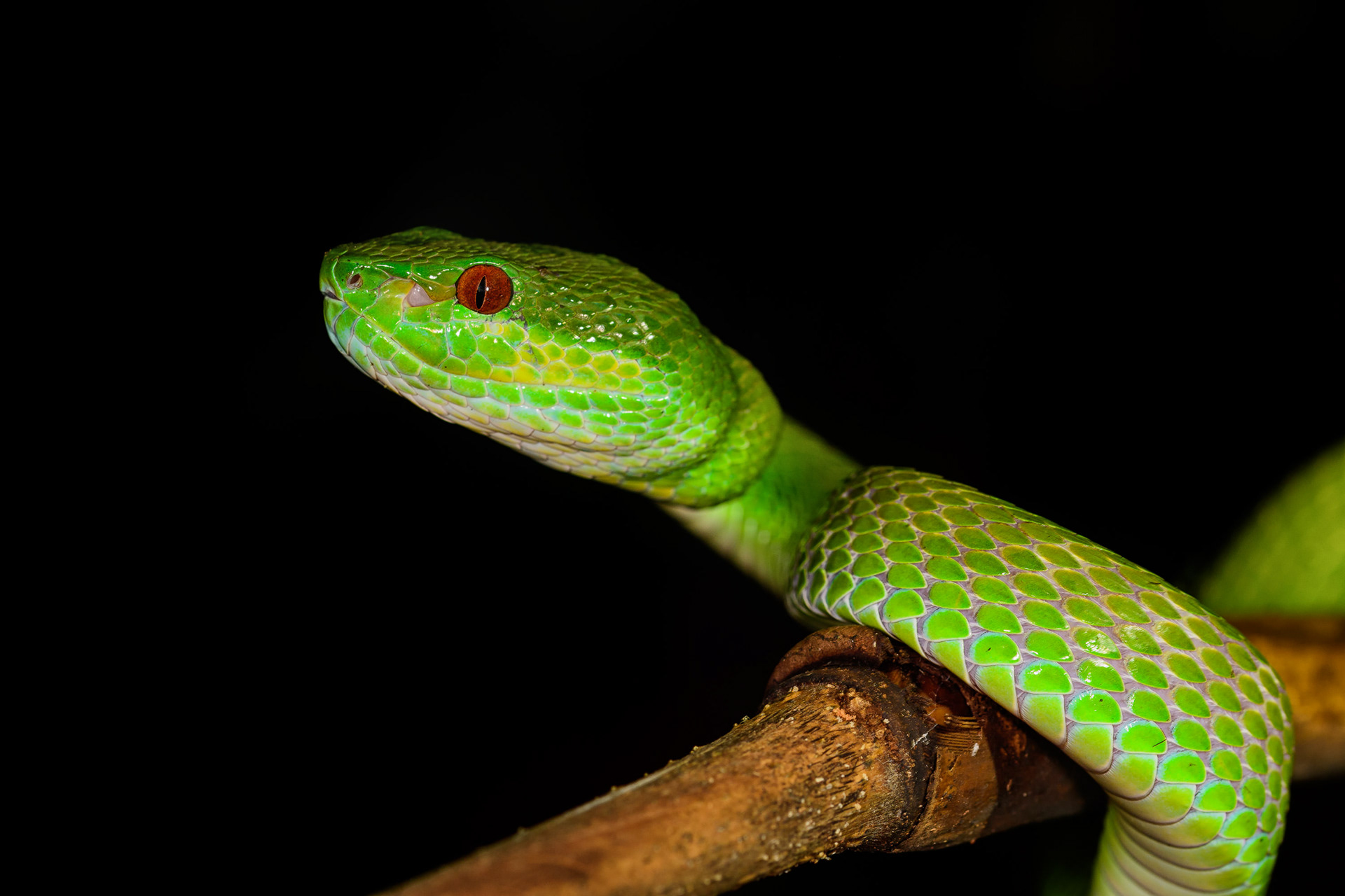 Lesser Sunda Pit Viper