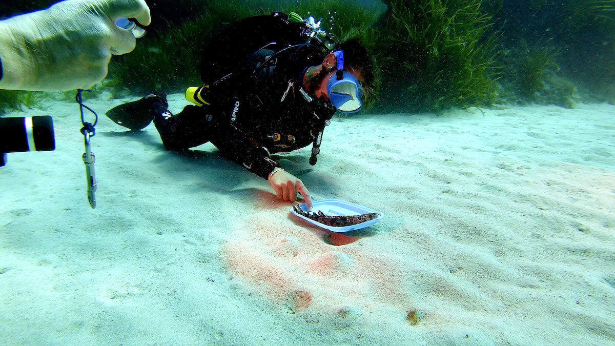 Christian releasing a small spotted cathshark