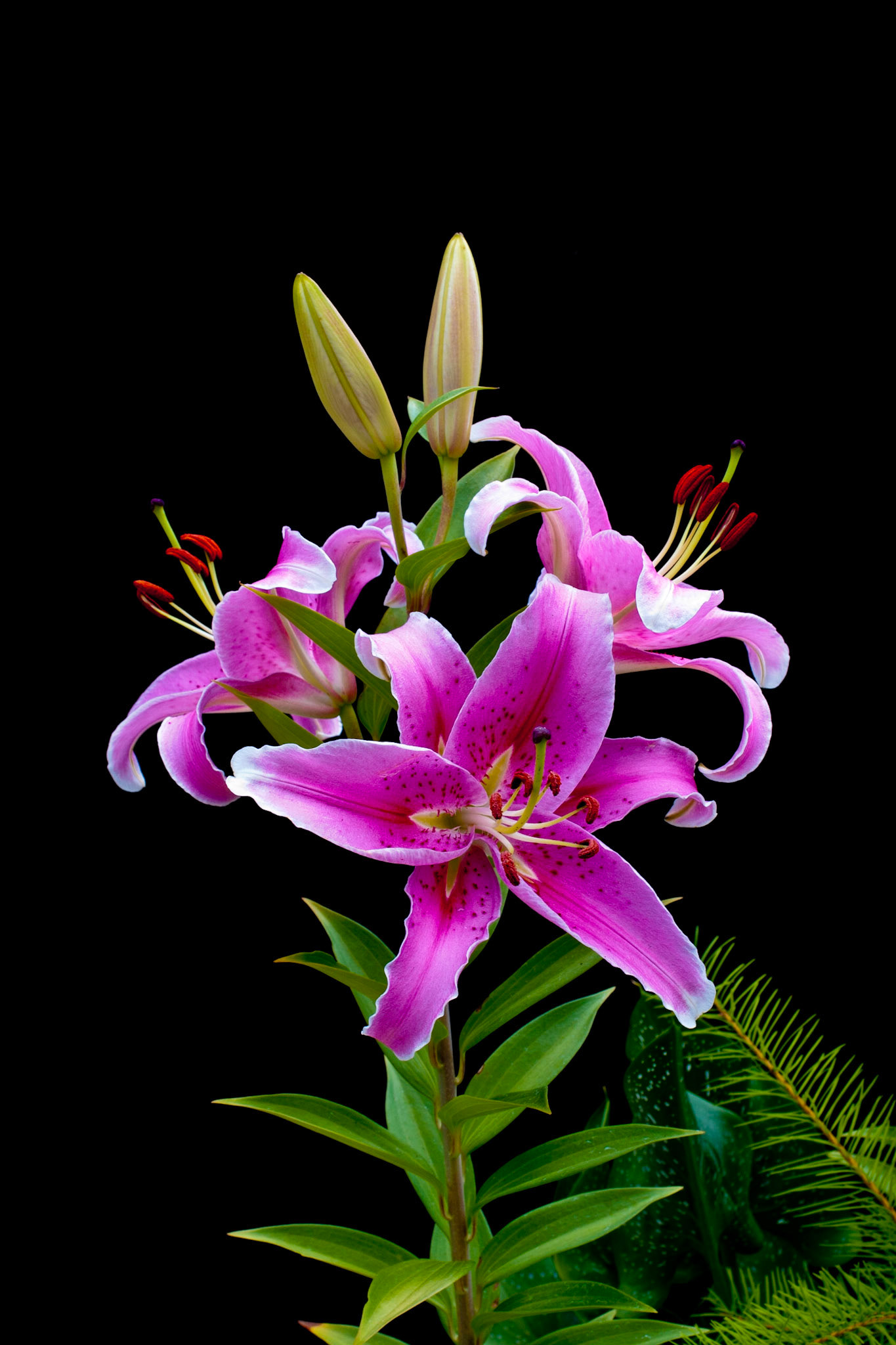 Lily against black background