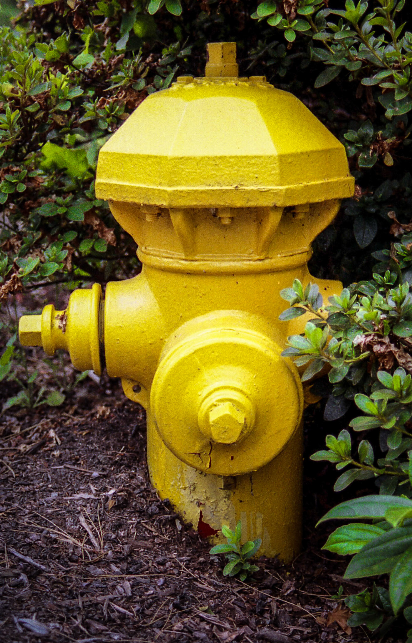 Fire Hydrant #5
