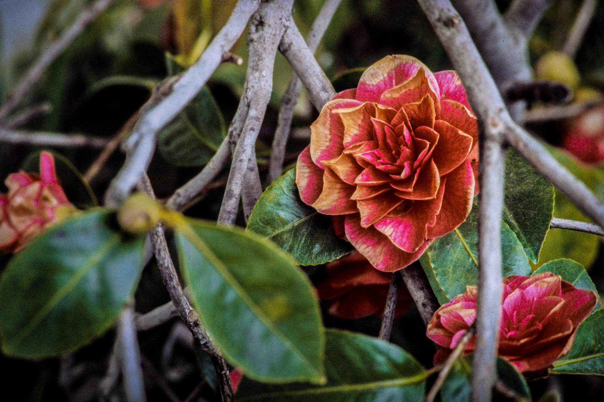 Flower, McDonald Mansion, Santa Rosa, California, 1974