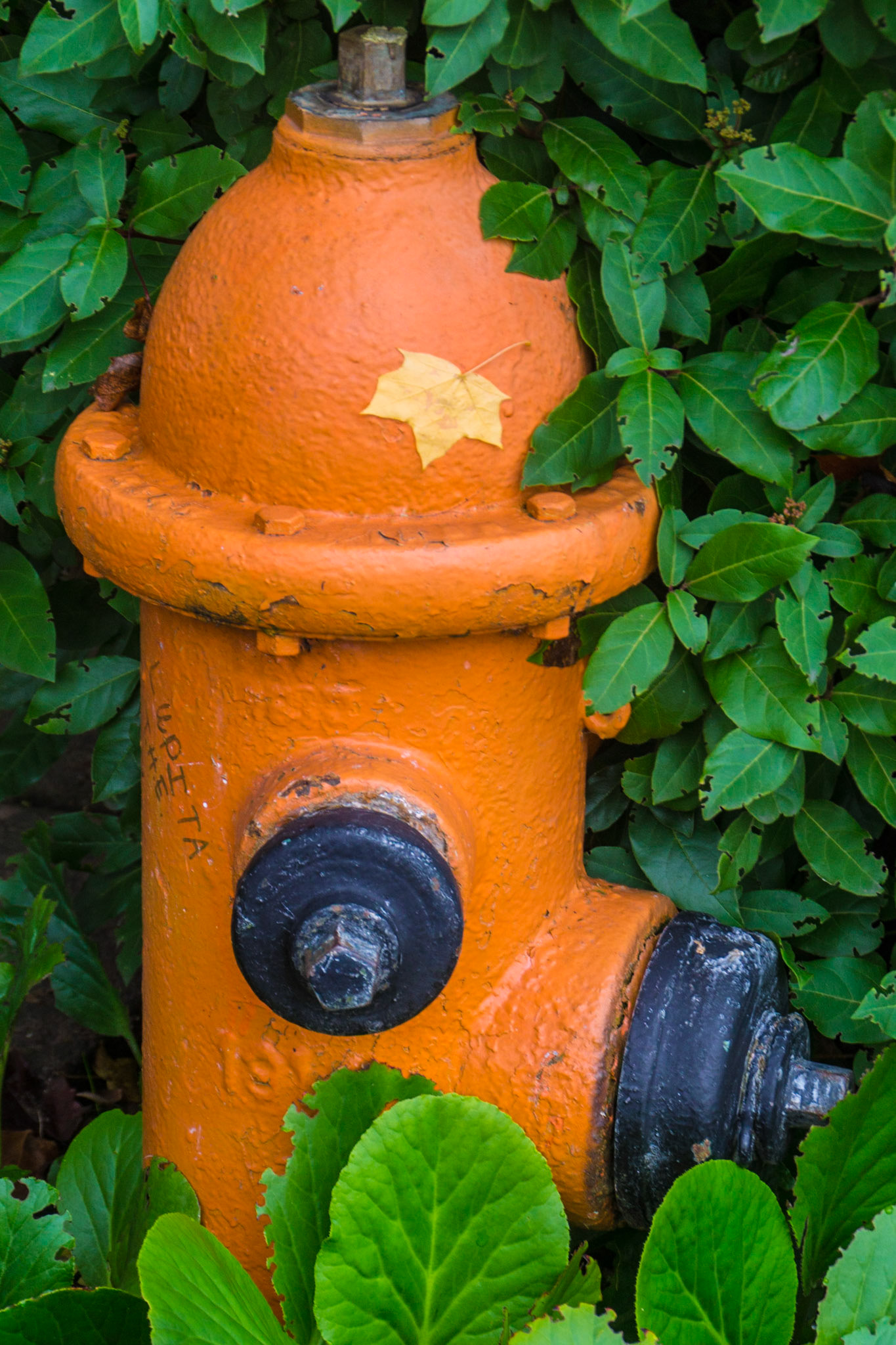 Fire Hydrant #20