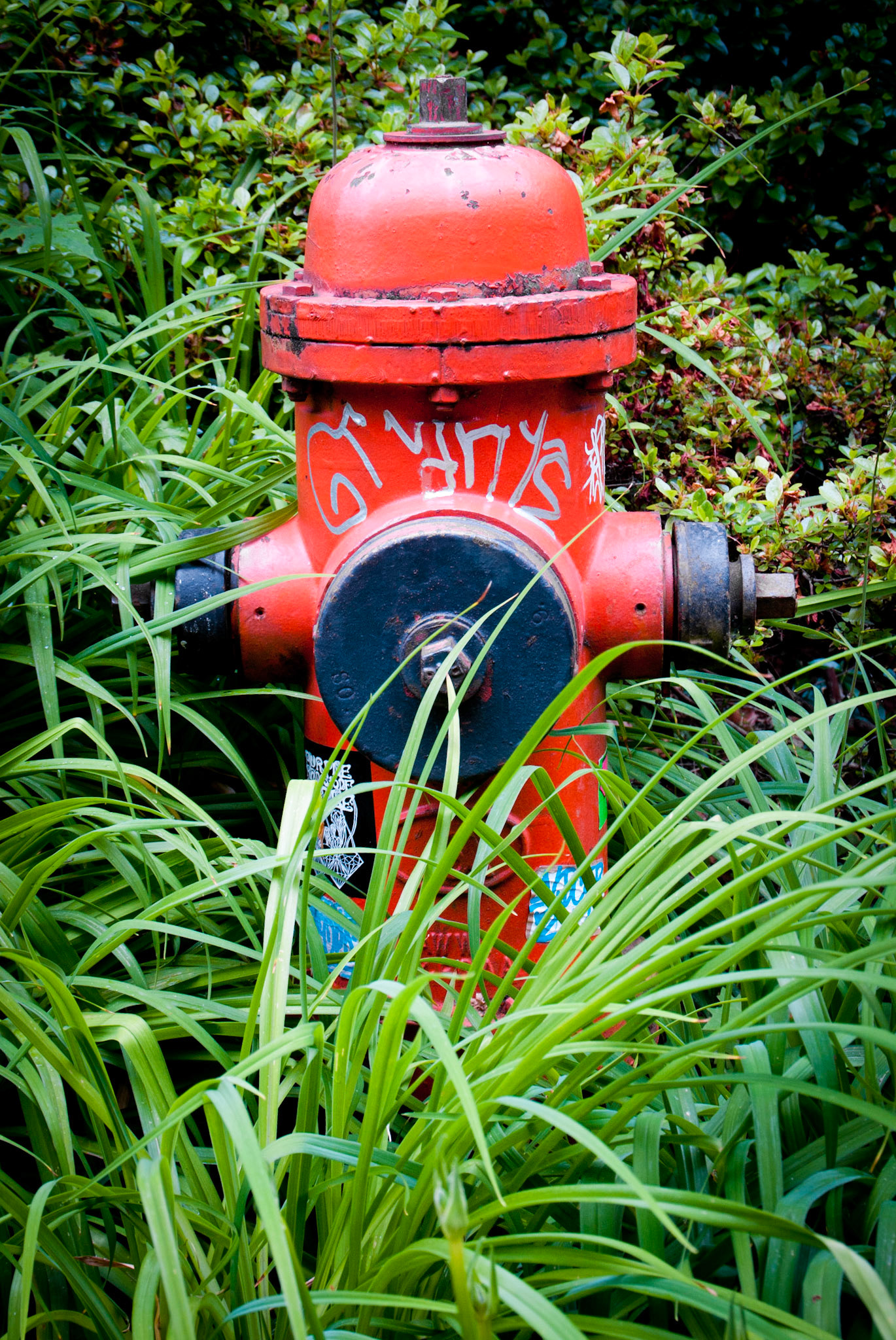 Fire Hydrant #17