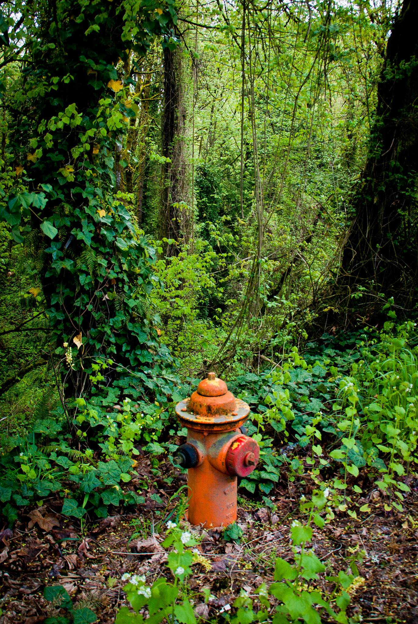 Fire Hydrant #8