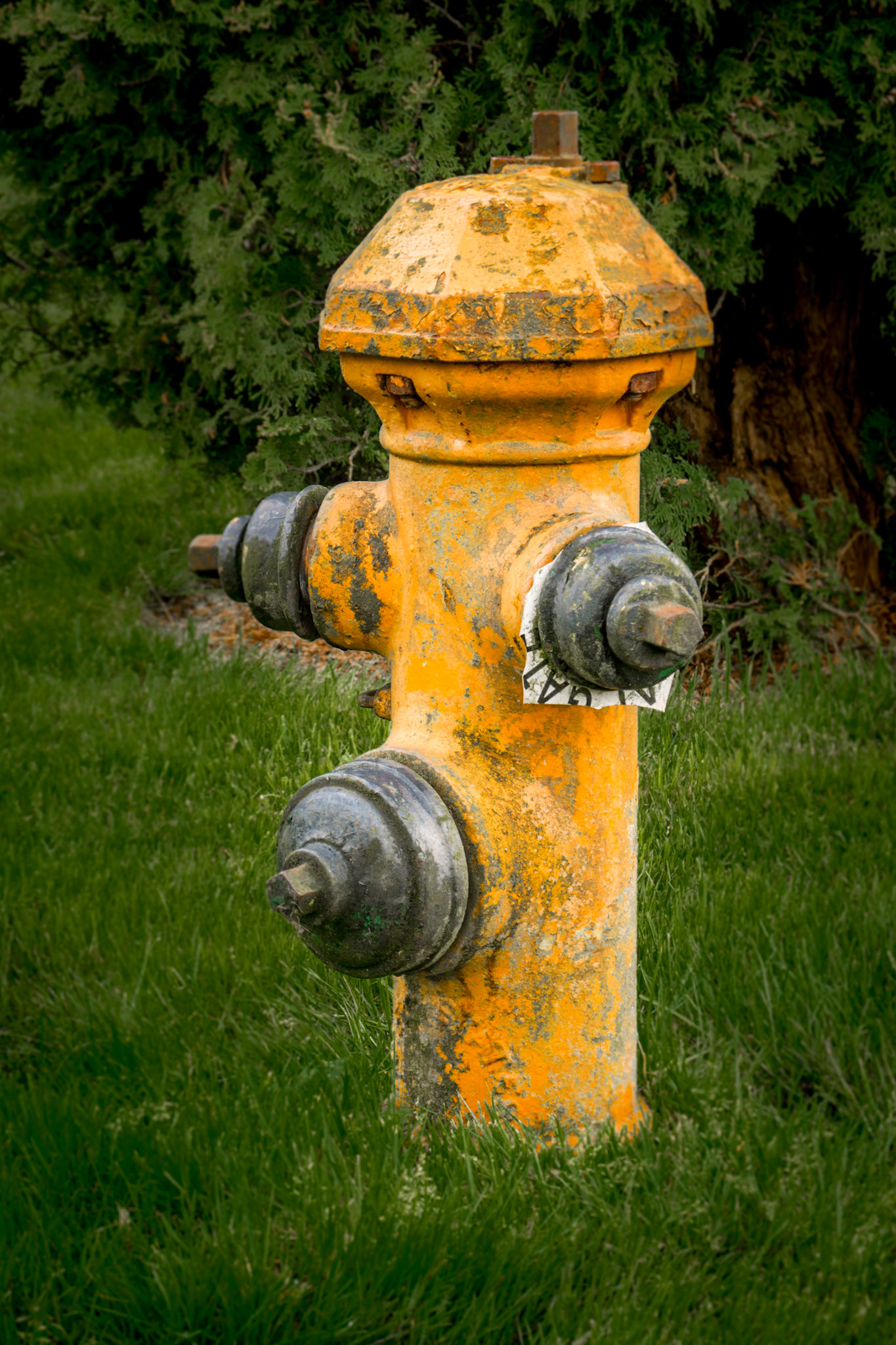Fire Hydrant #16