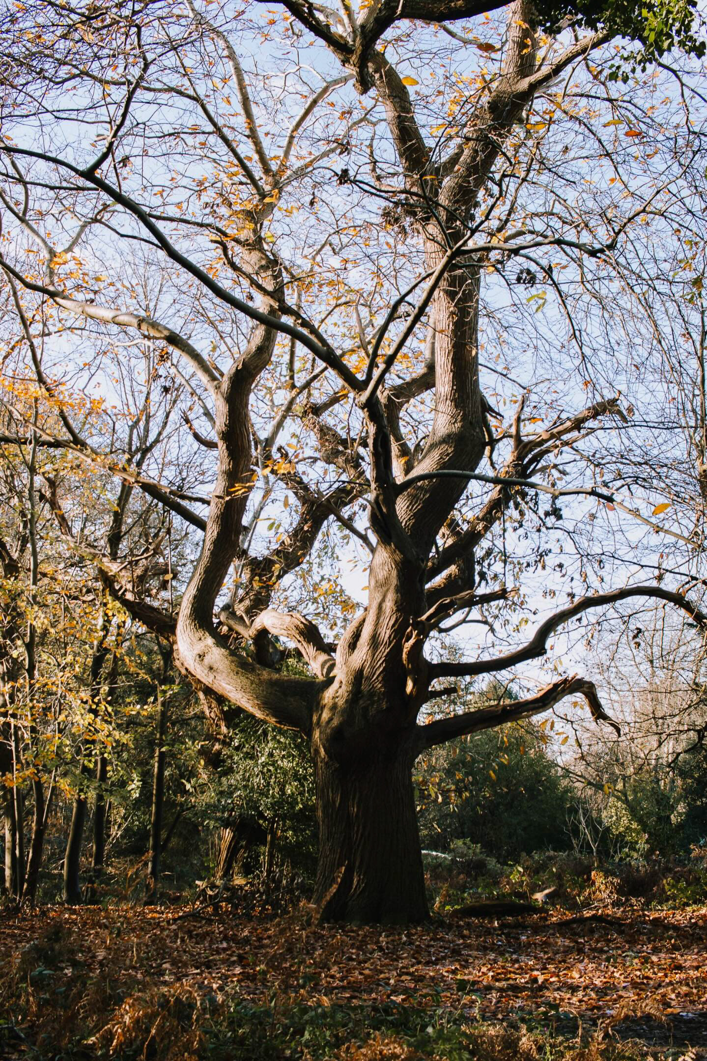 Catherine Smith - Hothfield Heathlands, Kent
