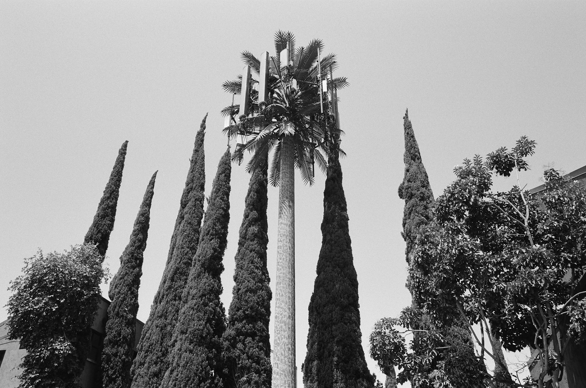 Arista Pan 100
