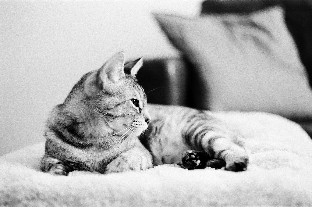 Kodak Tri-X 400