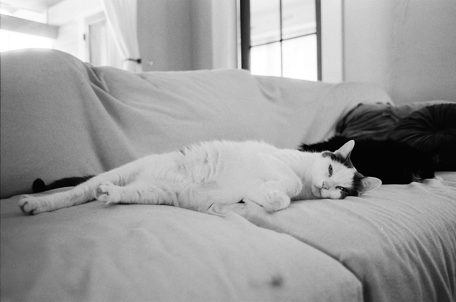 Arista Pan 100