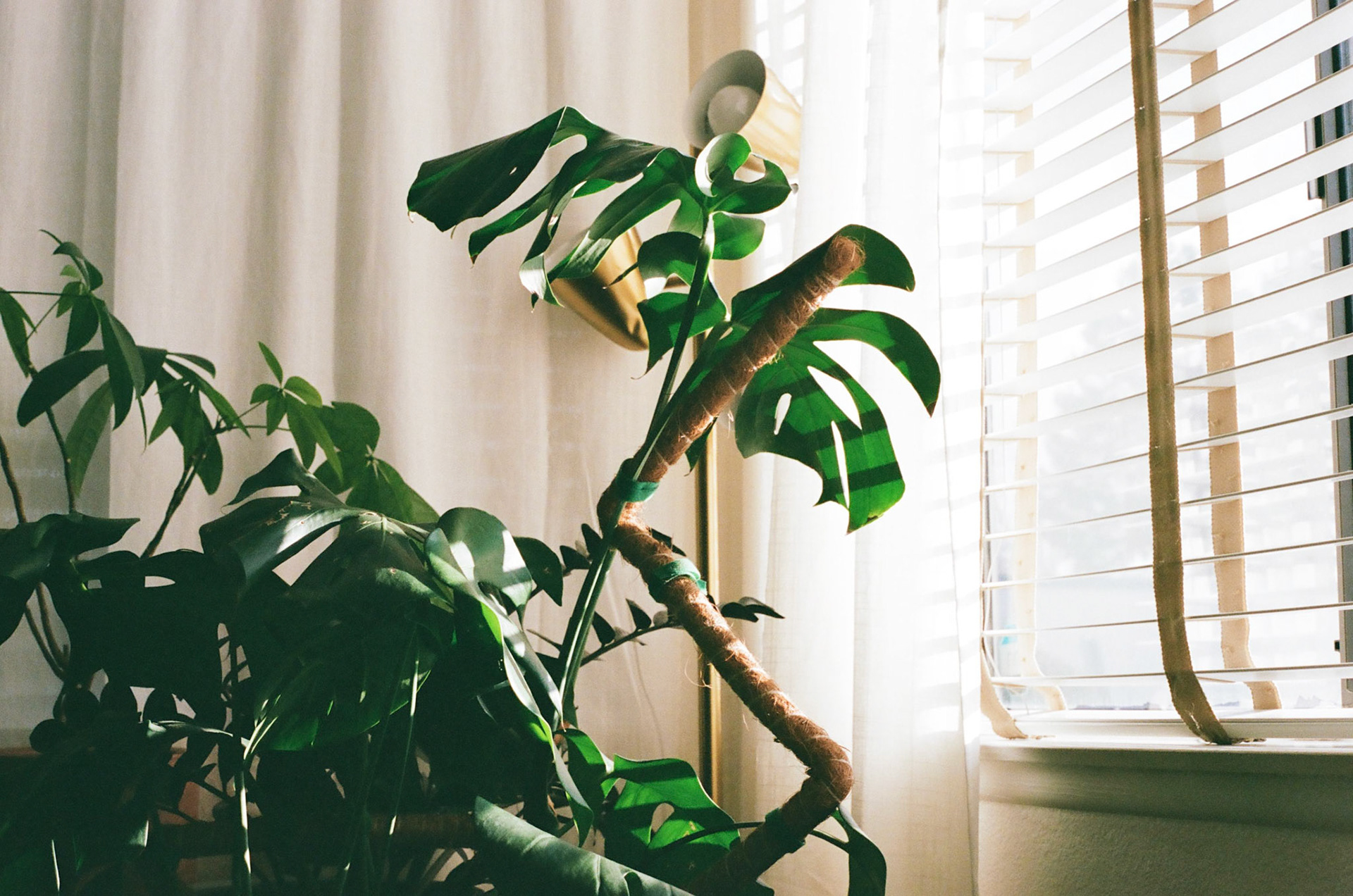 Kodak Portra 400