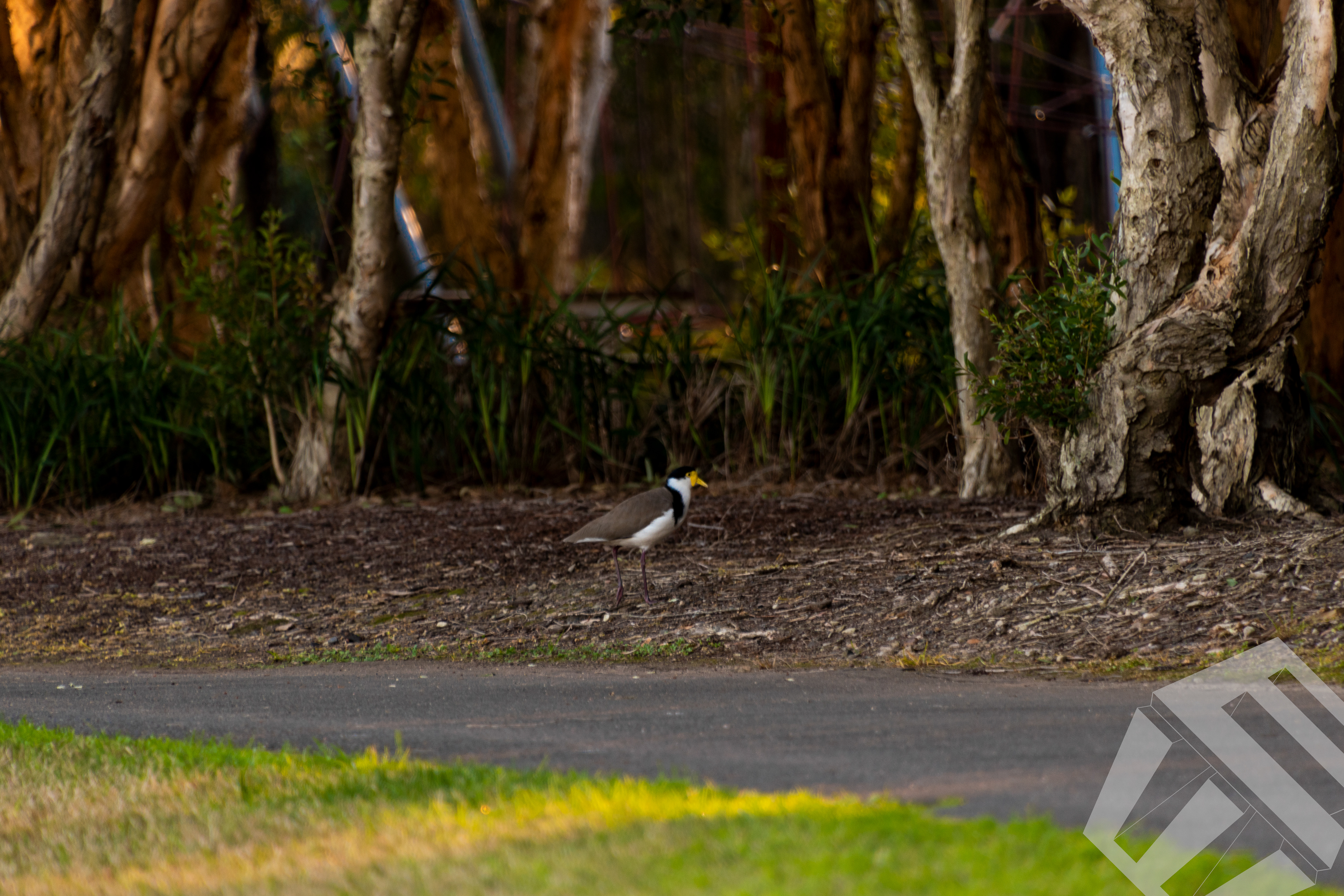 Lonely Bird