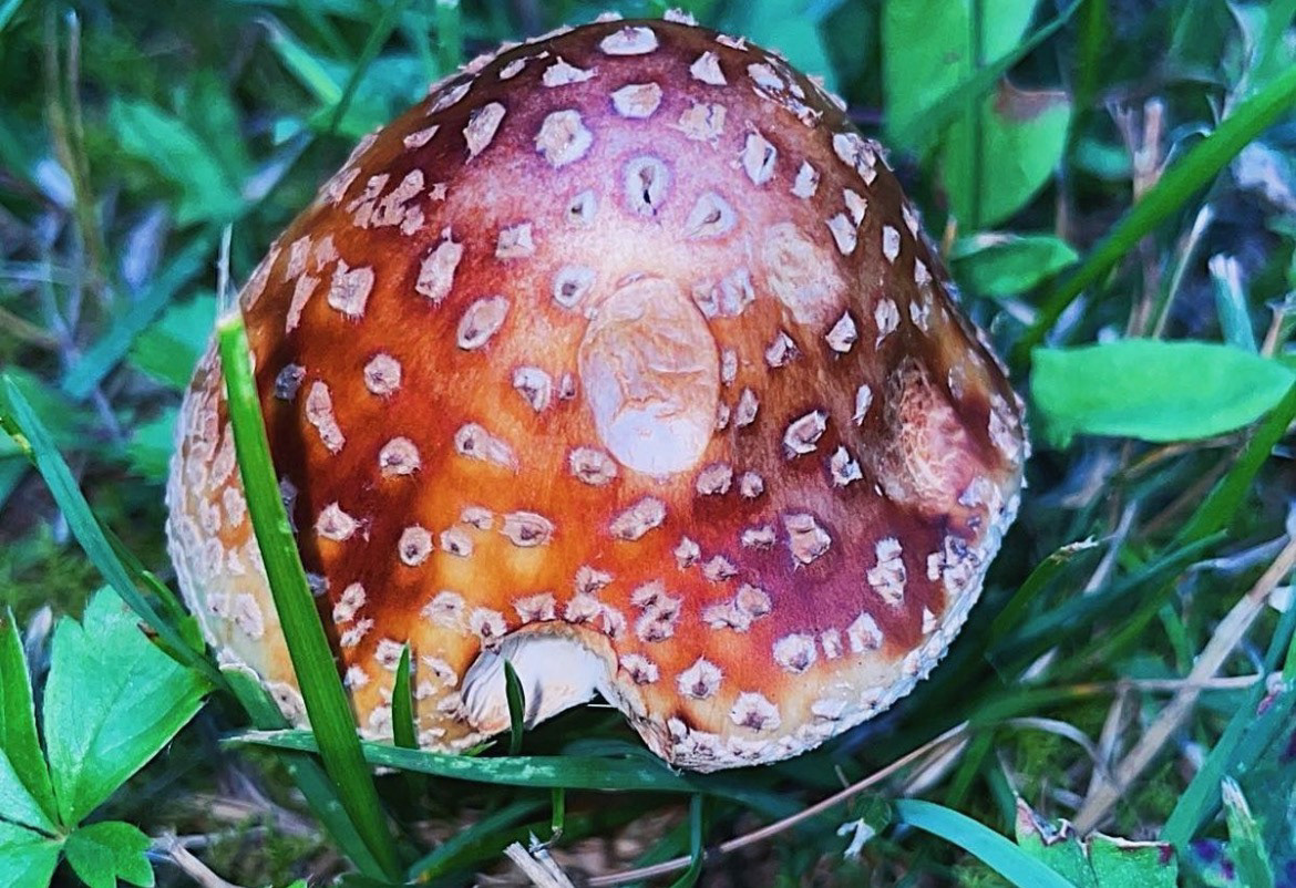 🍄🐛
