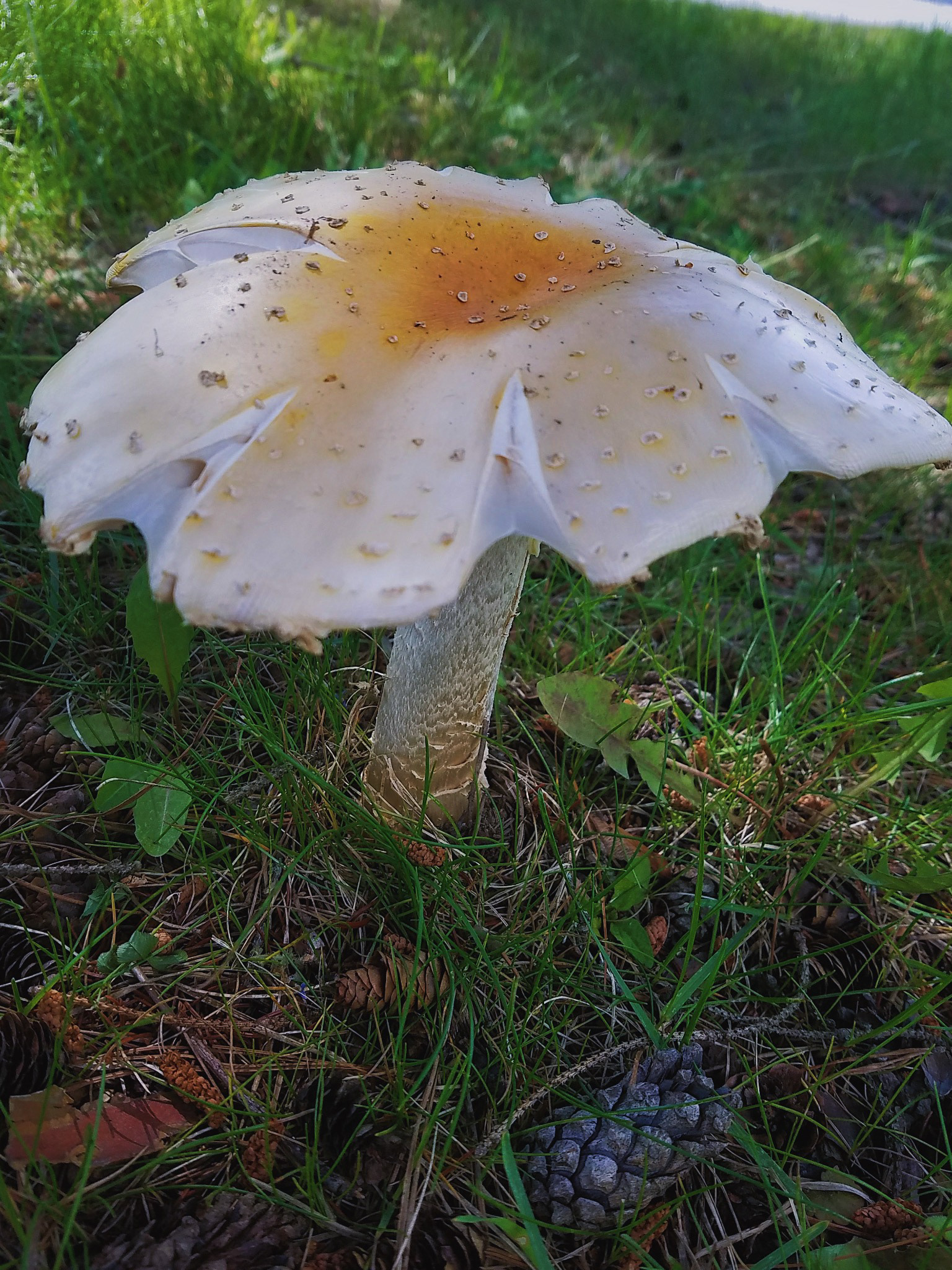 🍄‍🟫🌿
