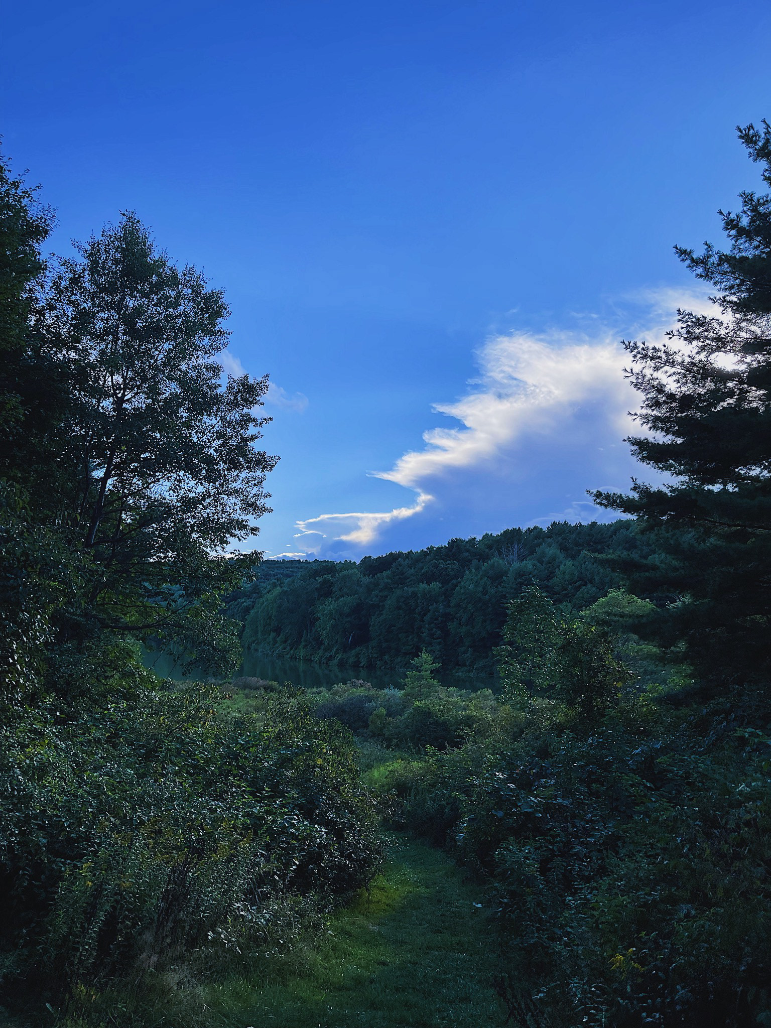 🌳🌥️