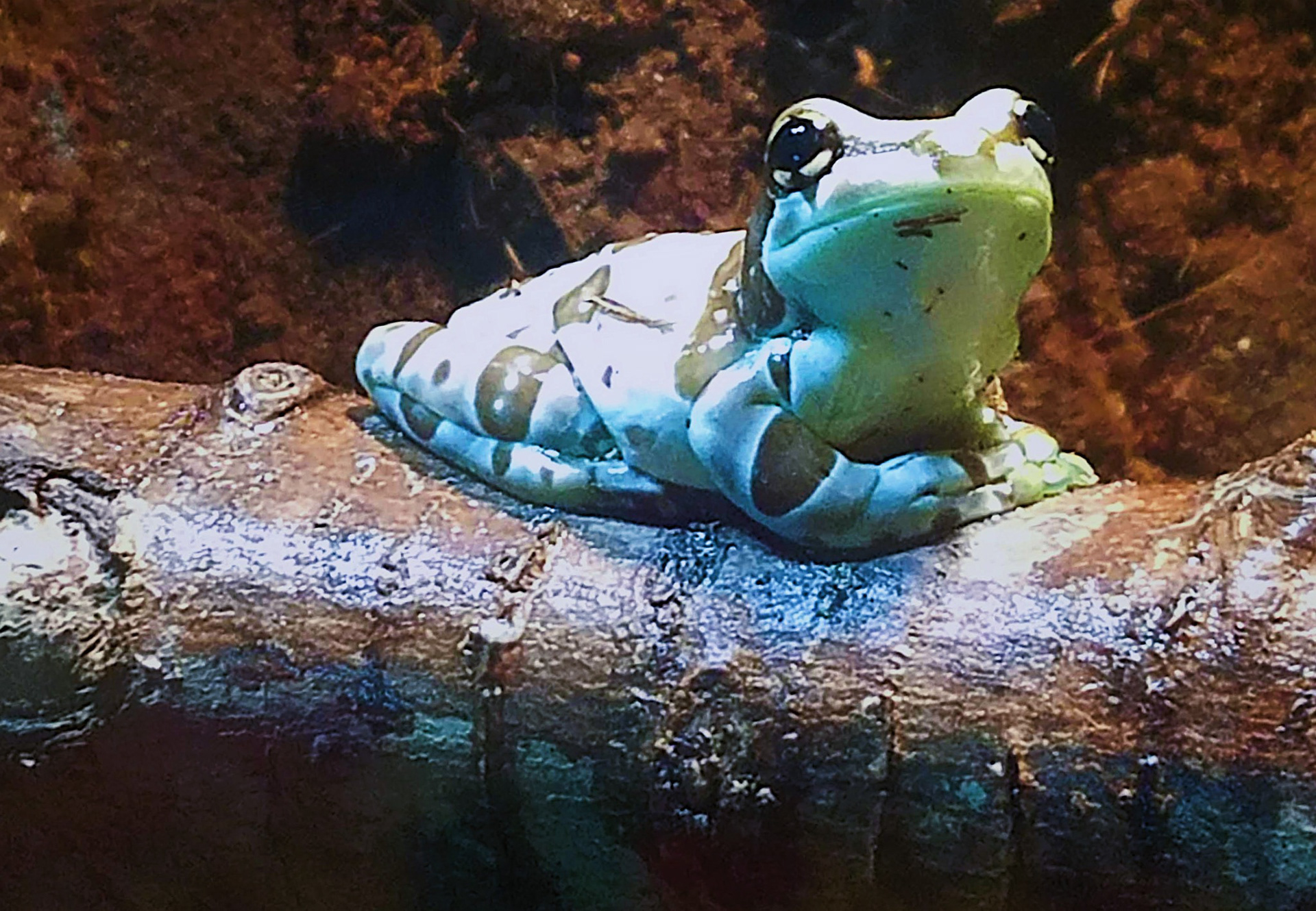 🐸🐈