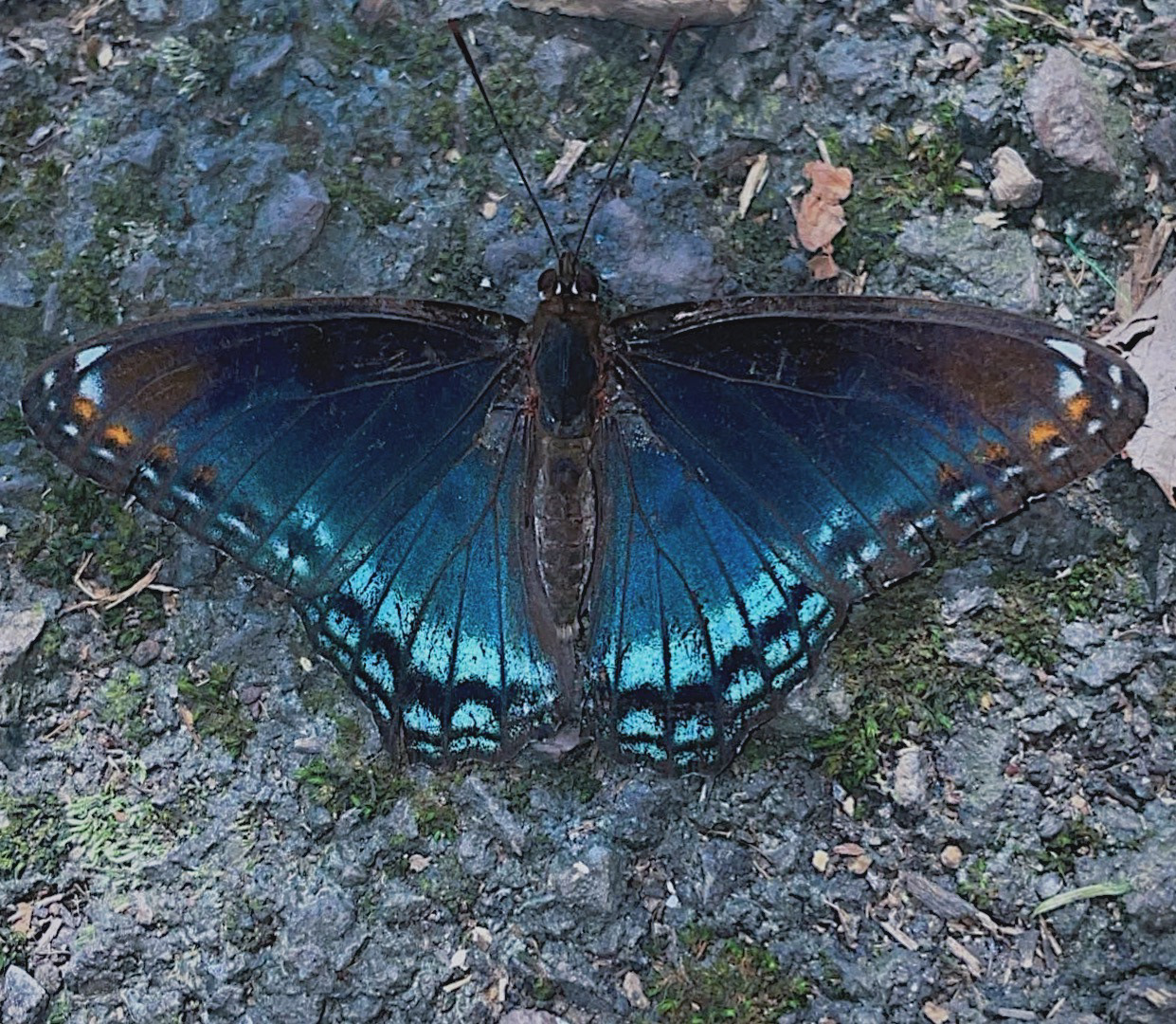 🩵🦋