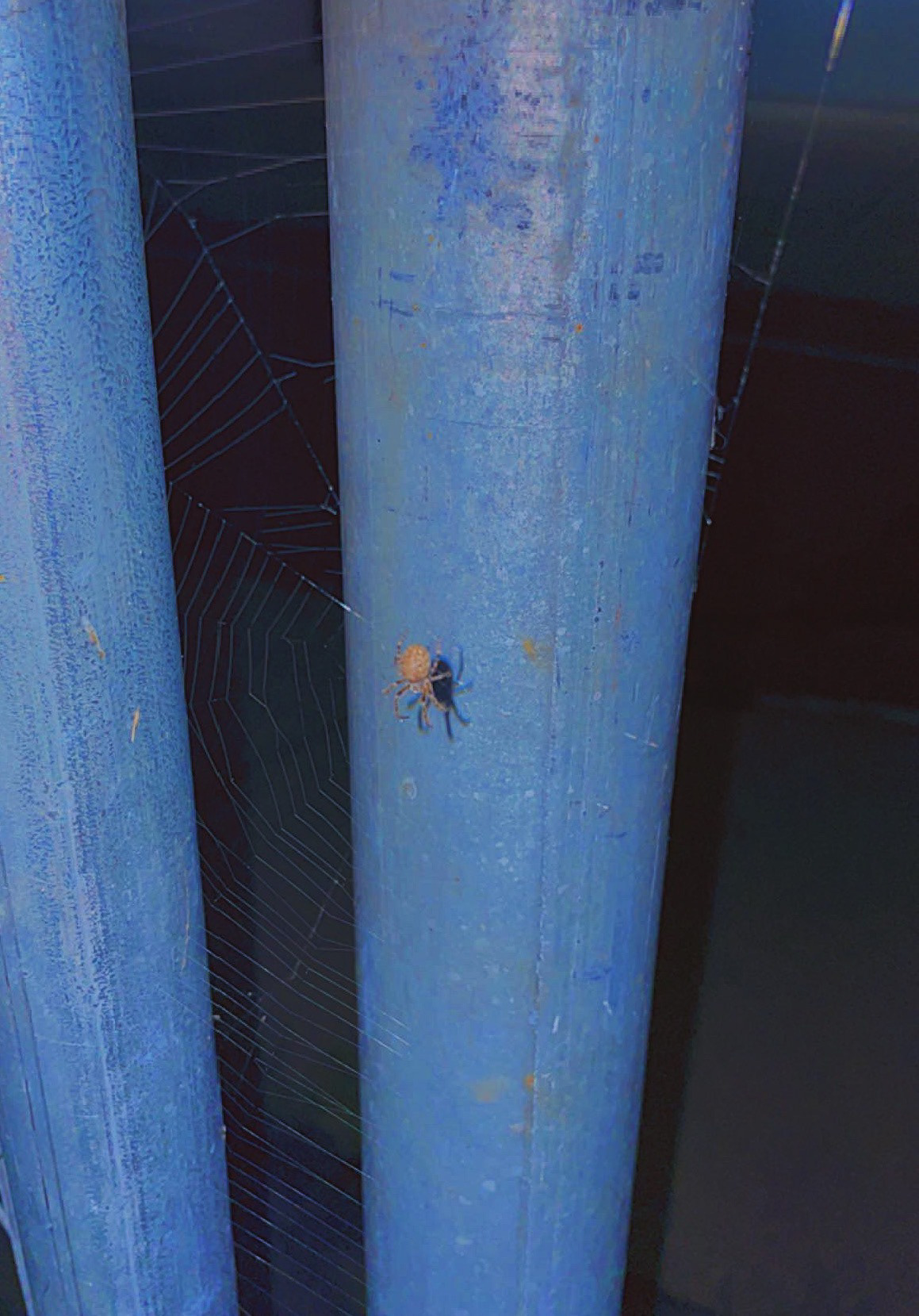 🕷️🕸️