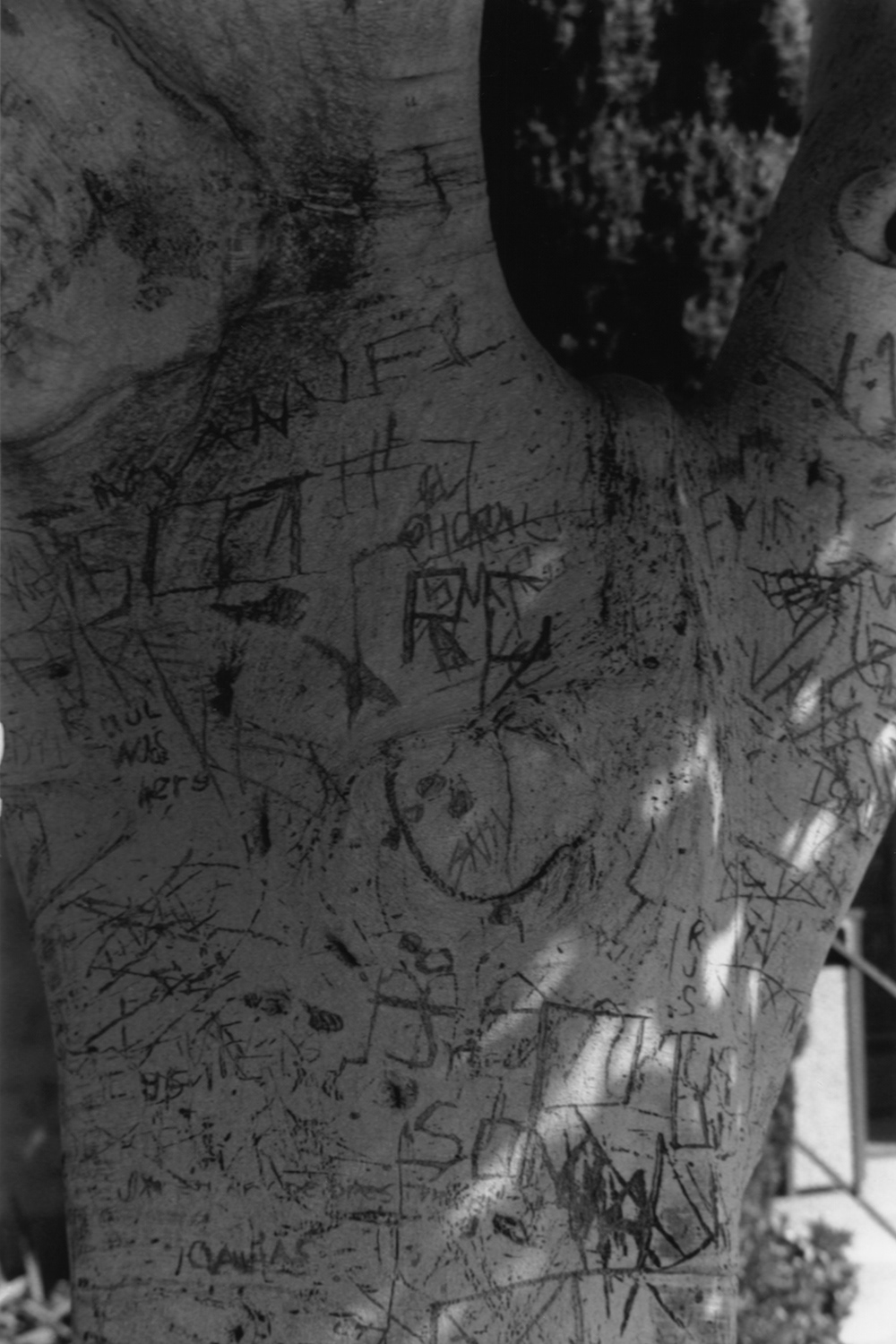 Tree 3. 1998, gelatin silver print.