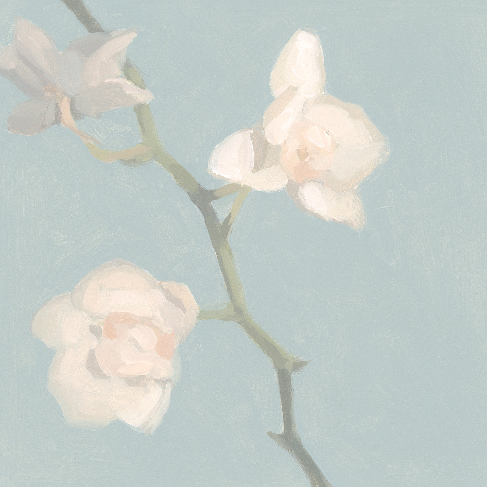 Orchids