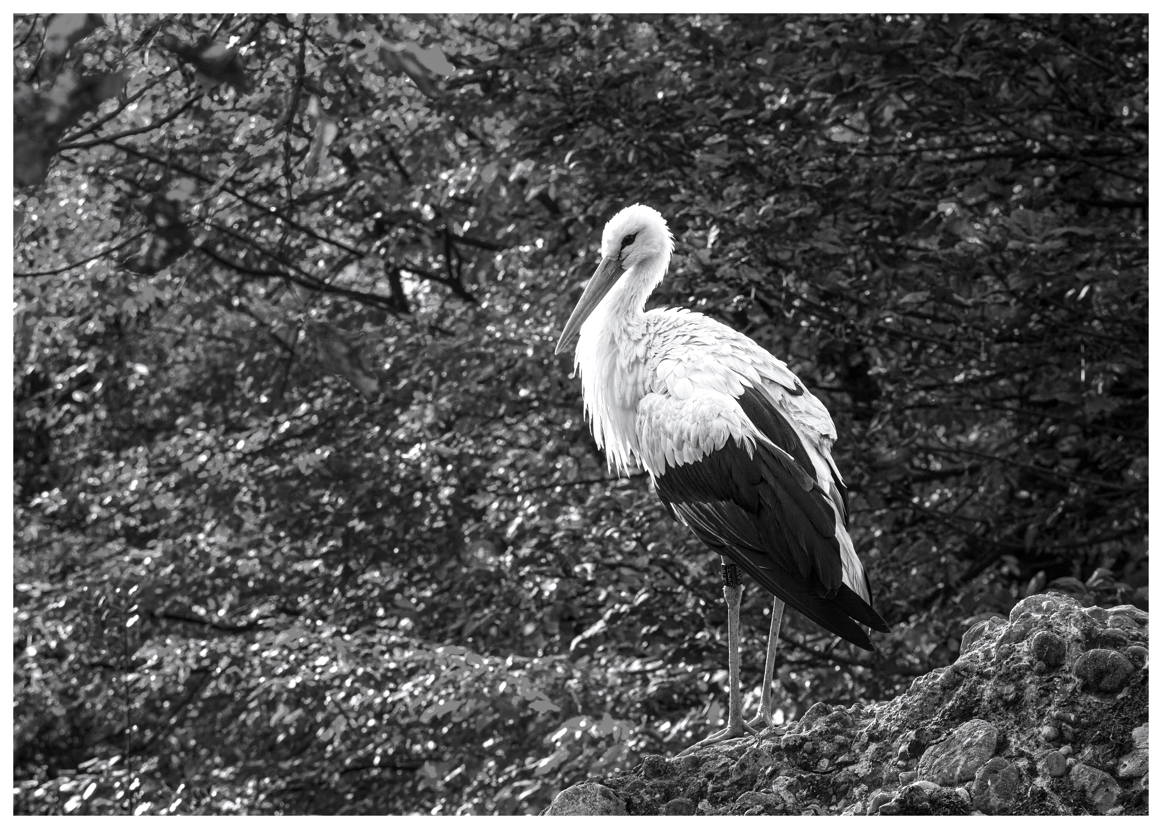 White Stork