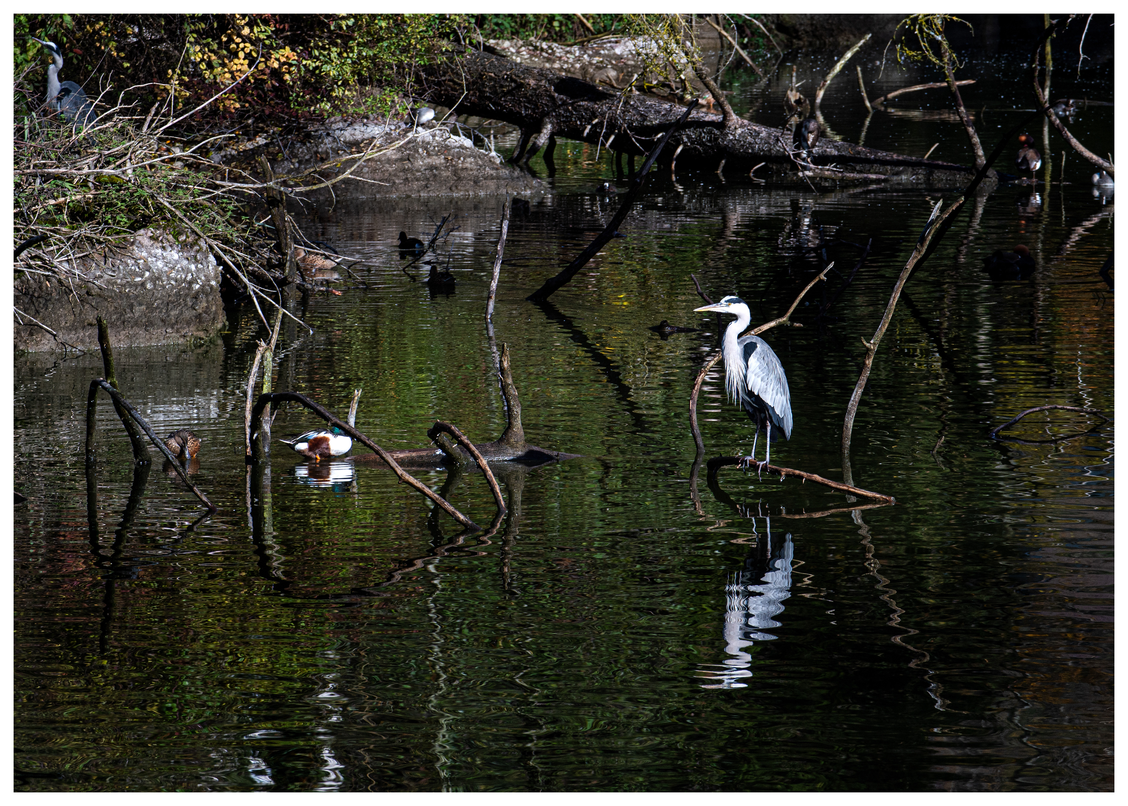 Grey Heron