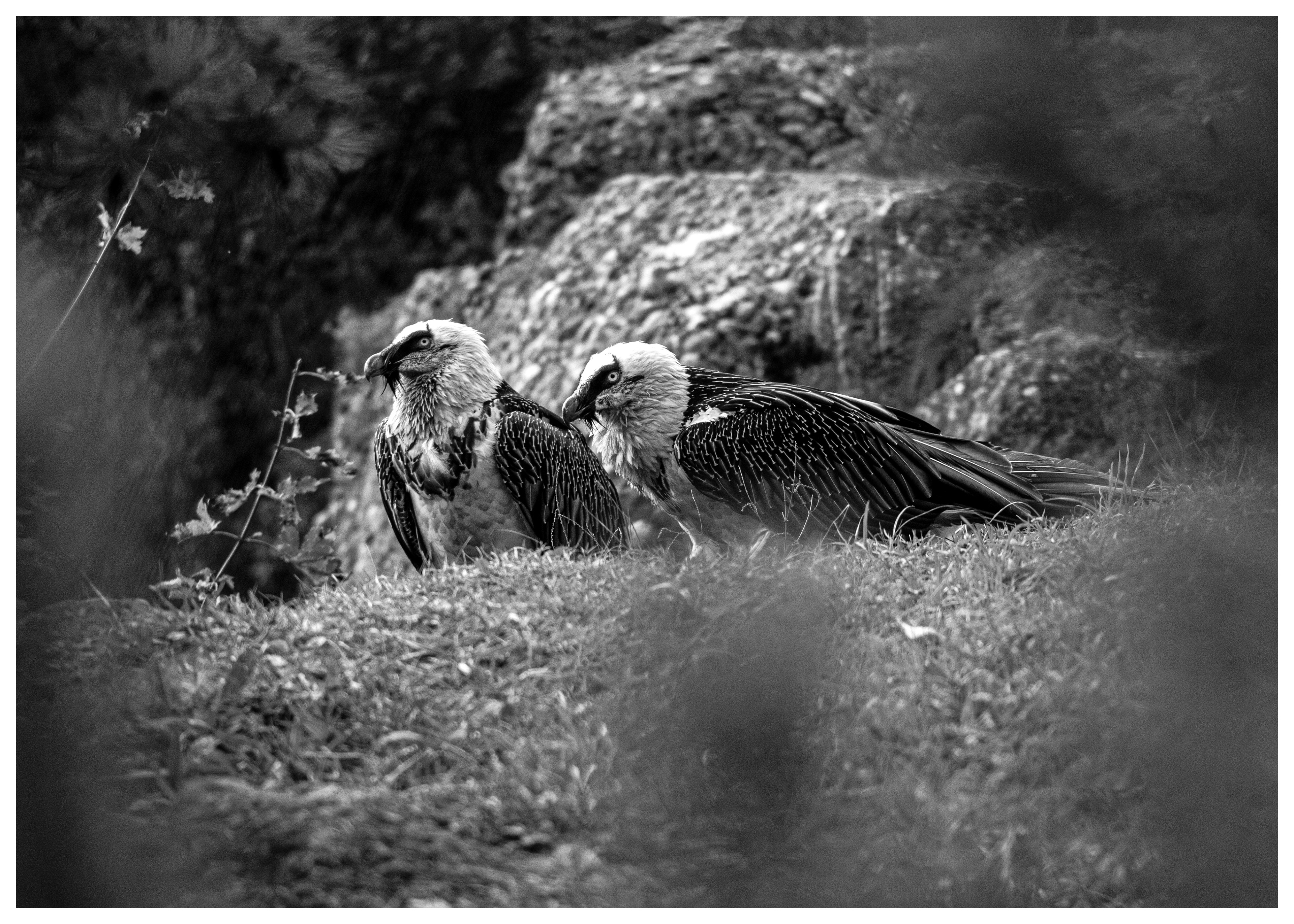 Bearded Vulture