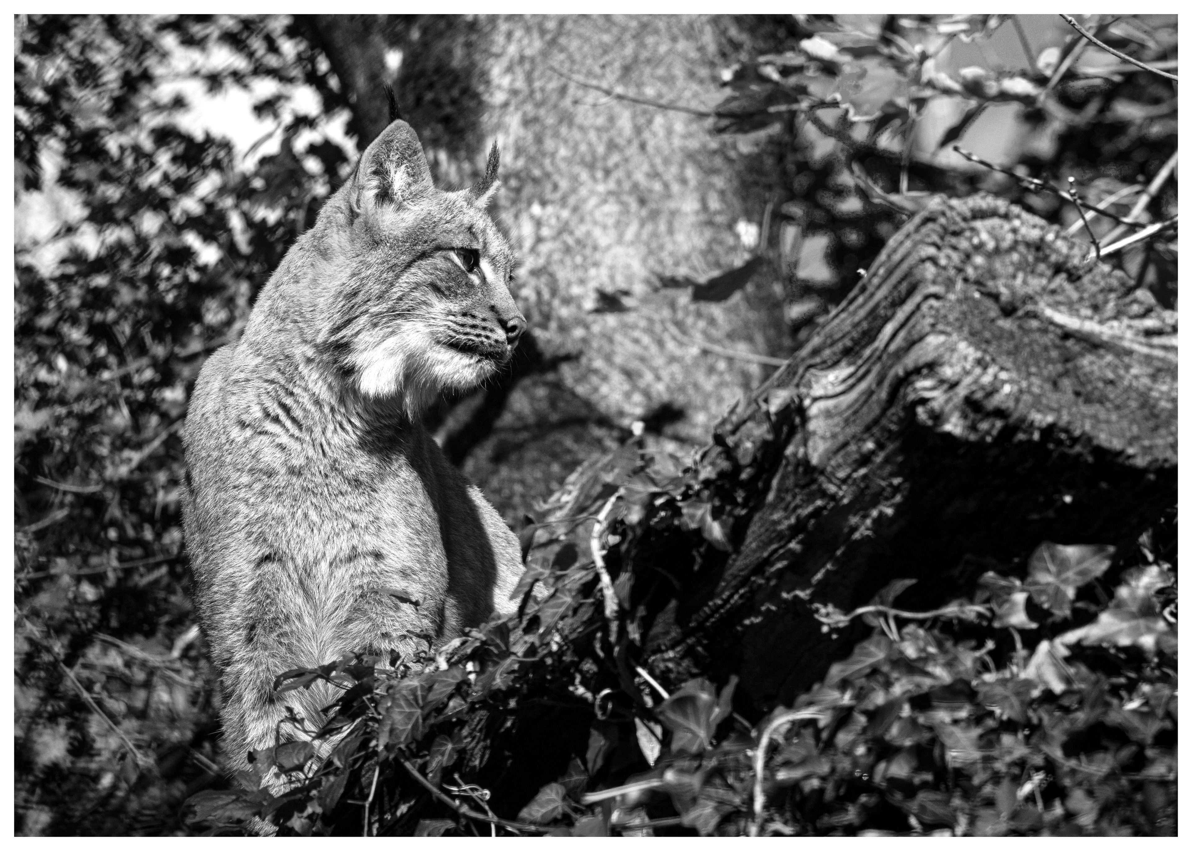 Lynx