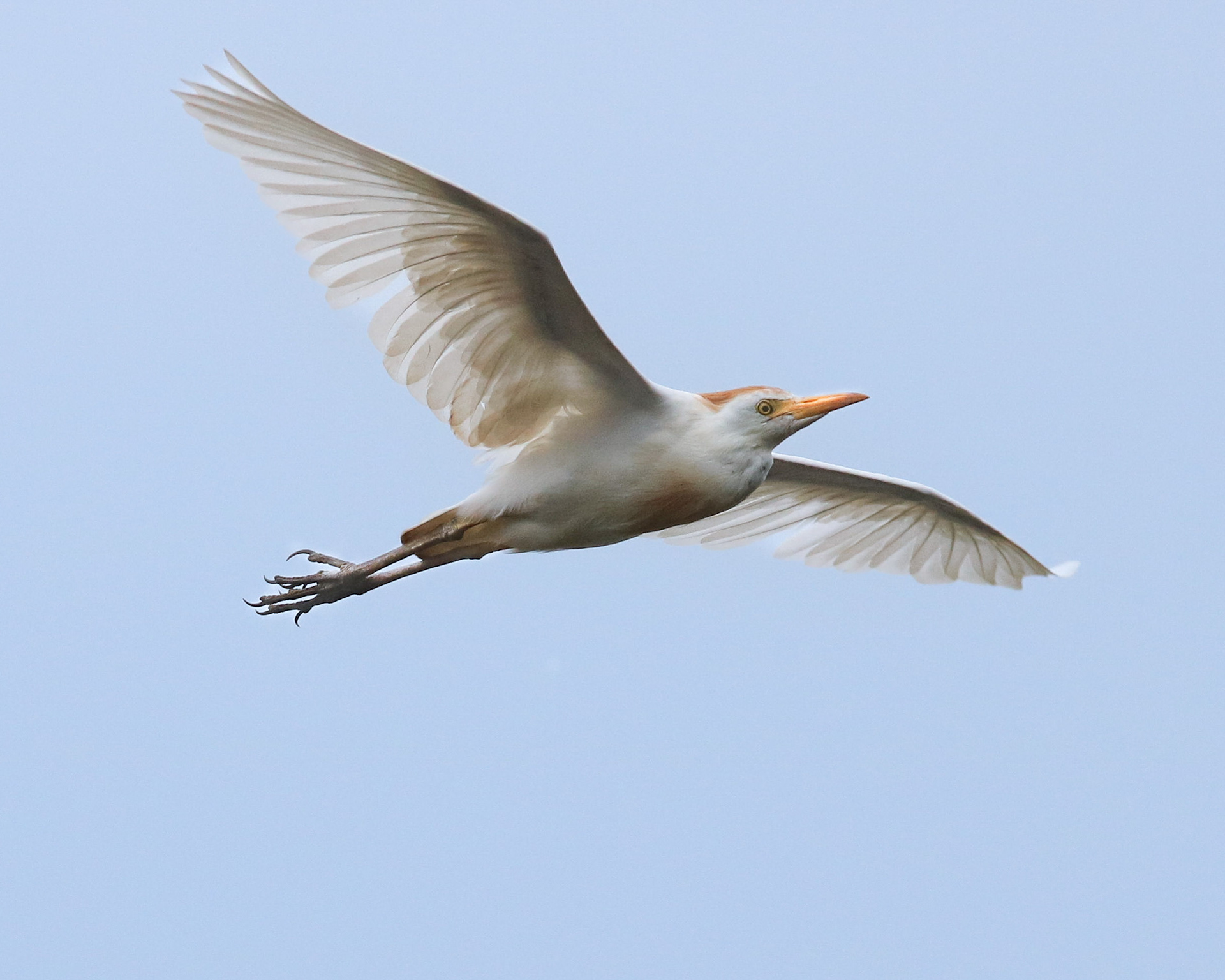 Cattle Egret
