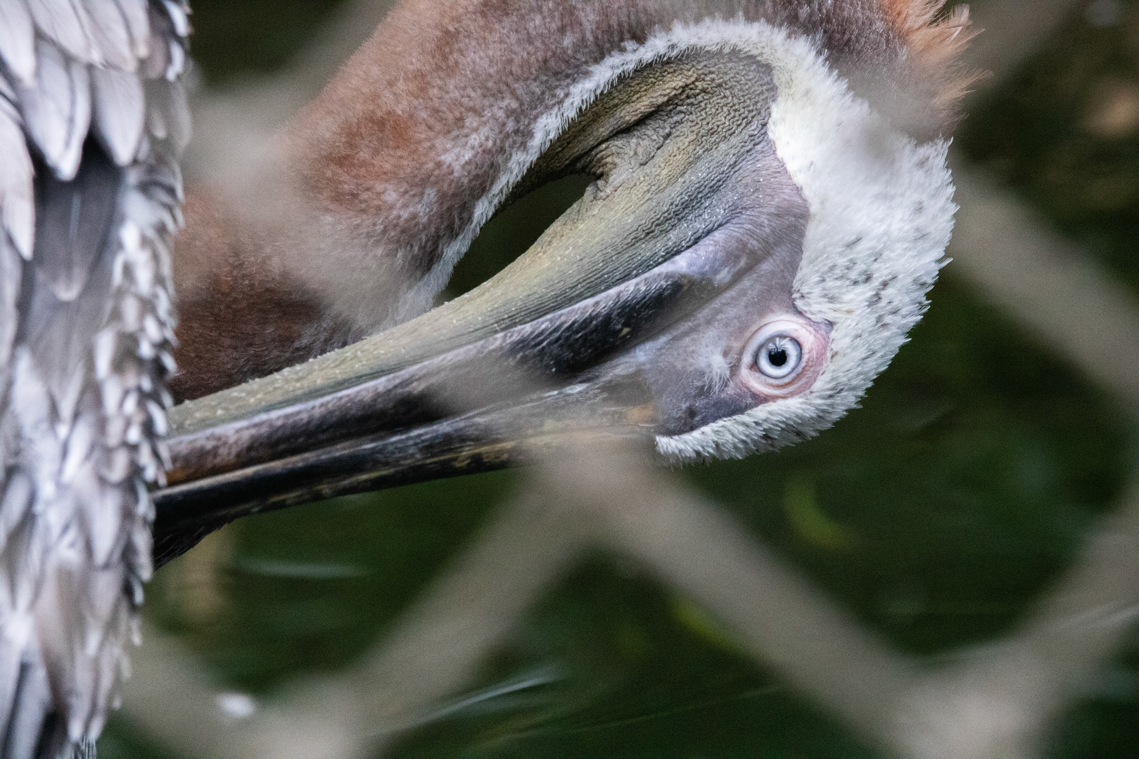 (Captive, at Houston Zoo)