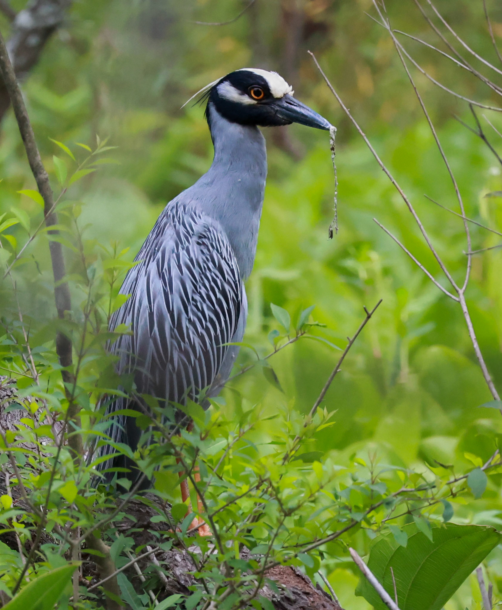 Yellow crowned Night-heron