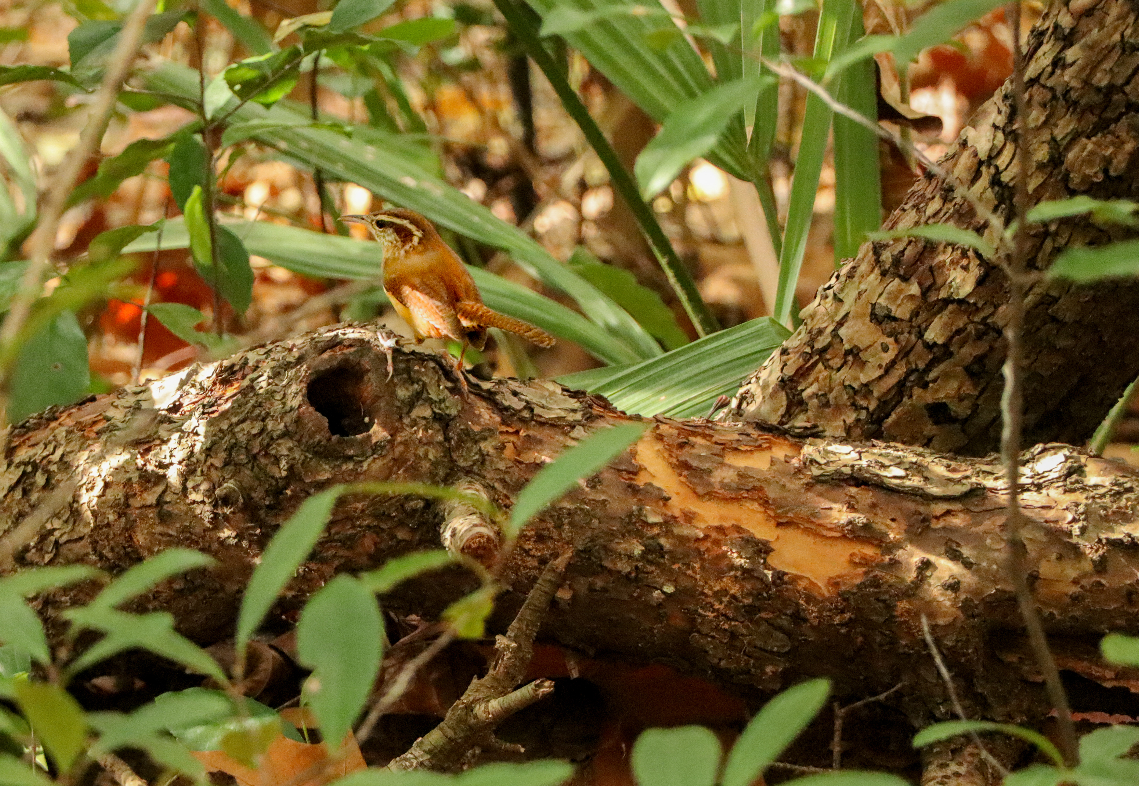 Carolina Wren