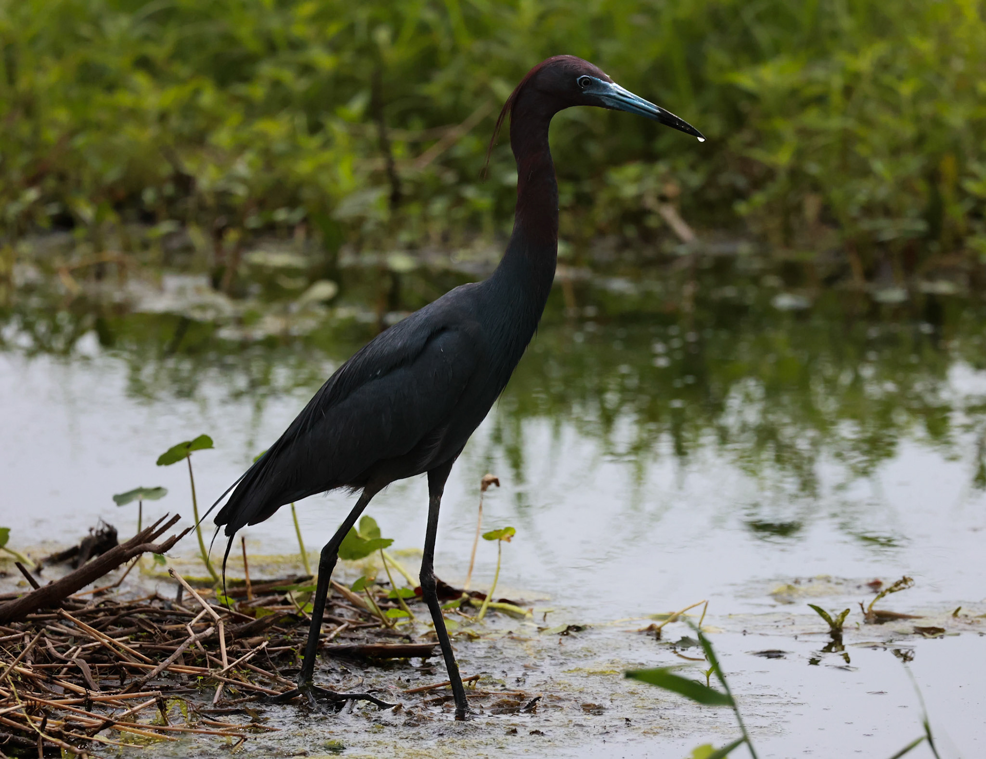 Little Blue Heron