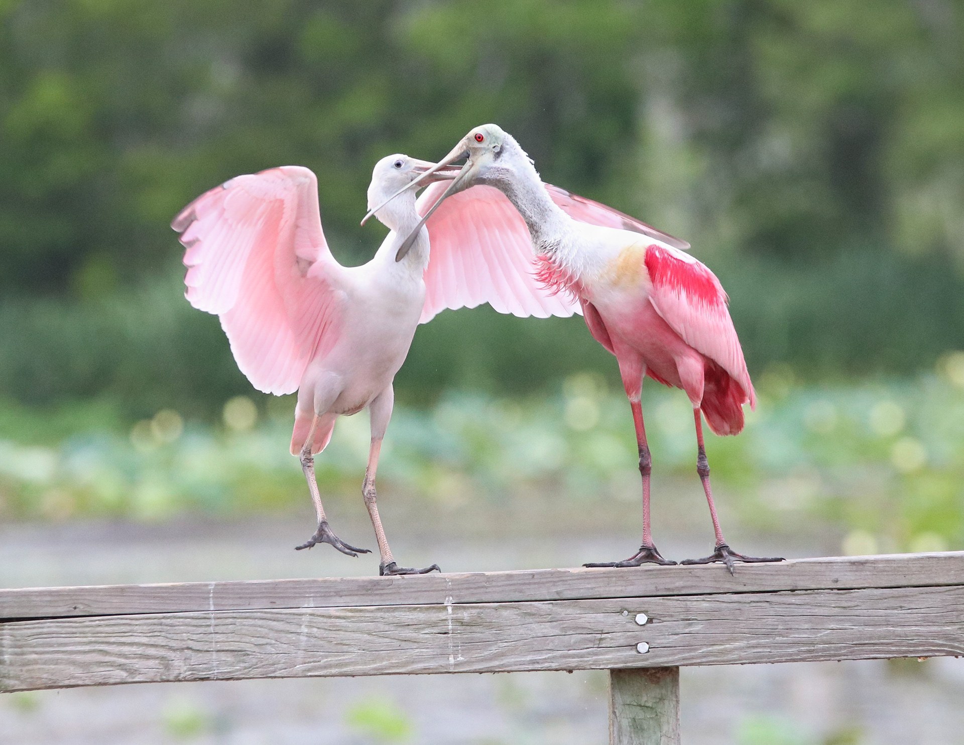 Roseate Spoonbill (Platalea ajaja)