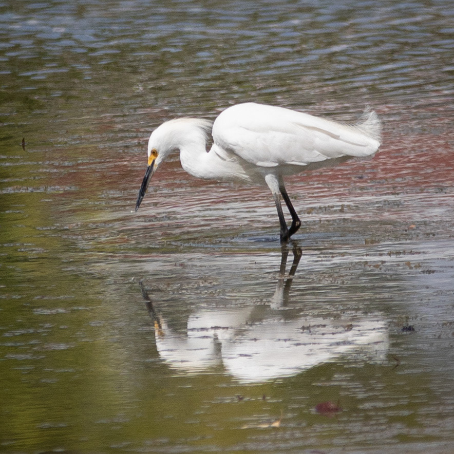 Snowy Egret