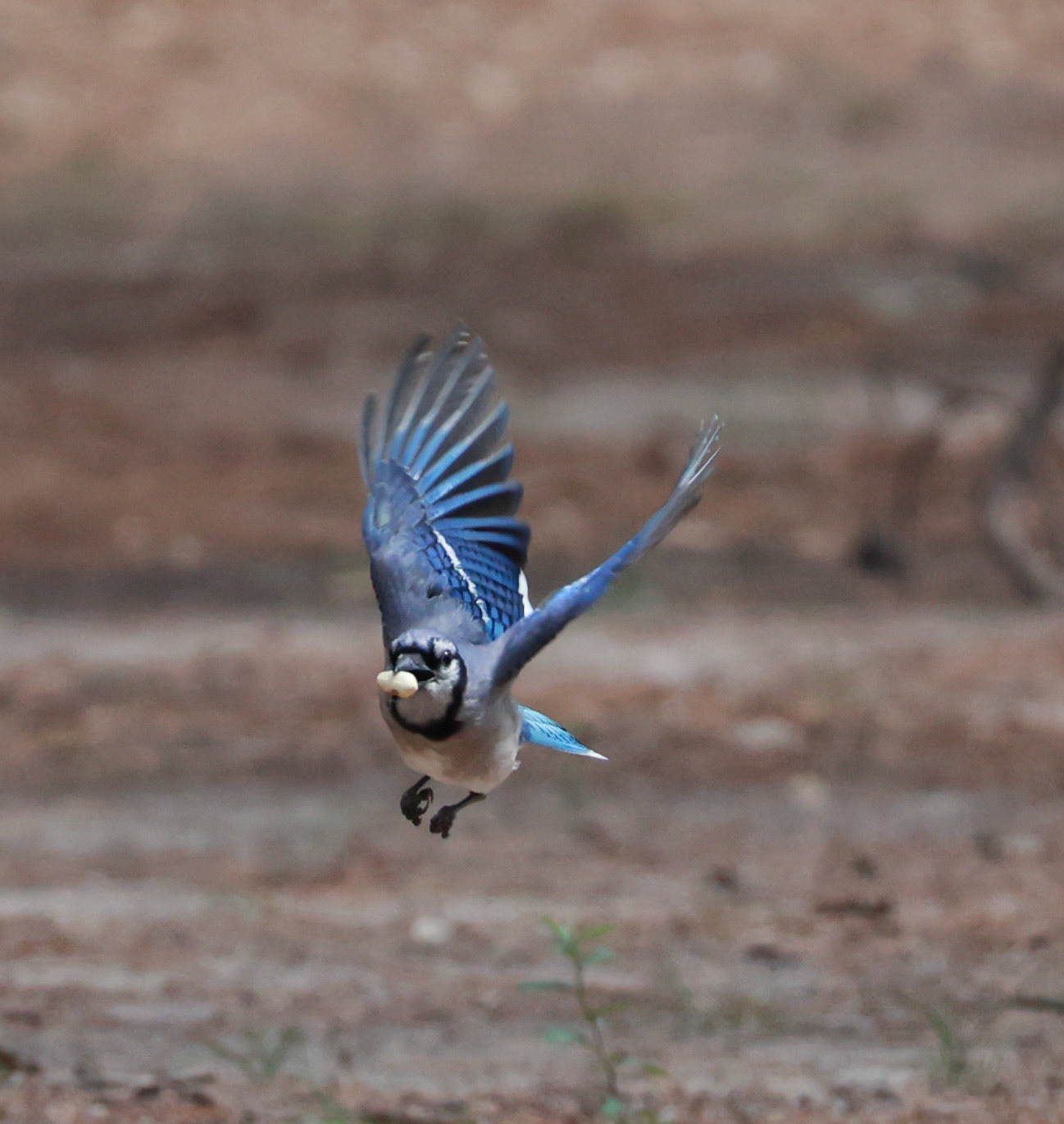Blue Jay