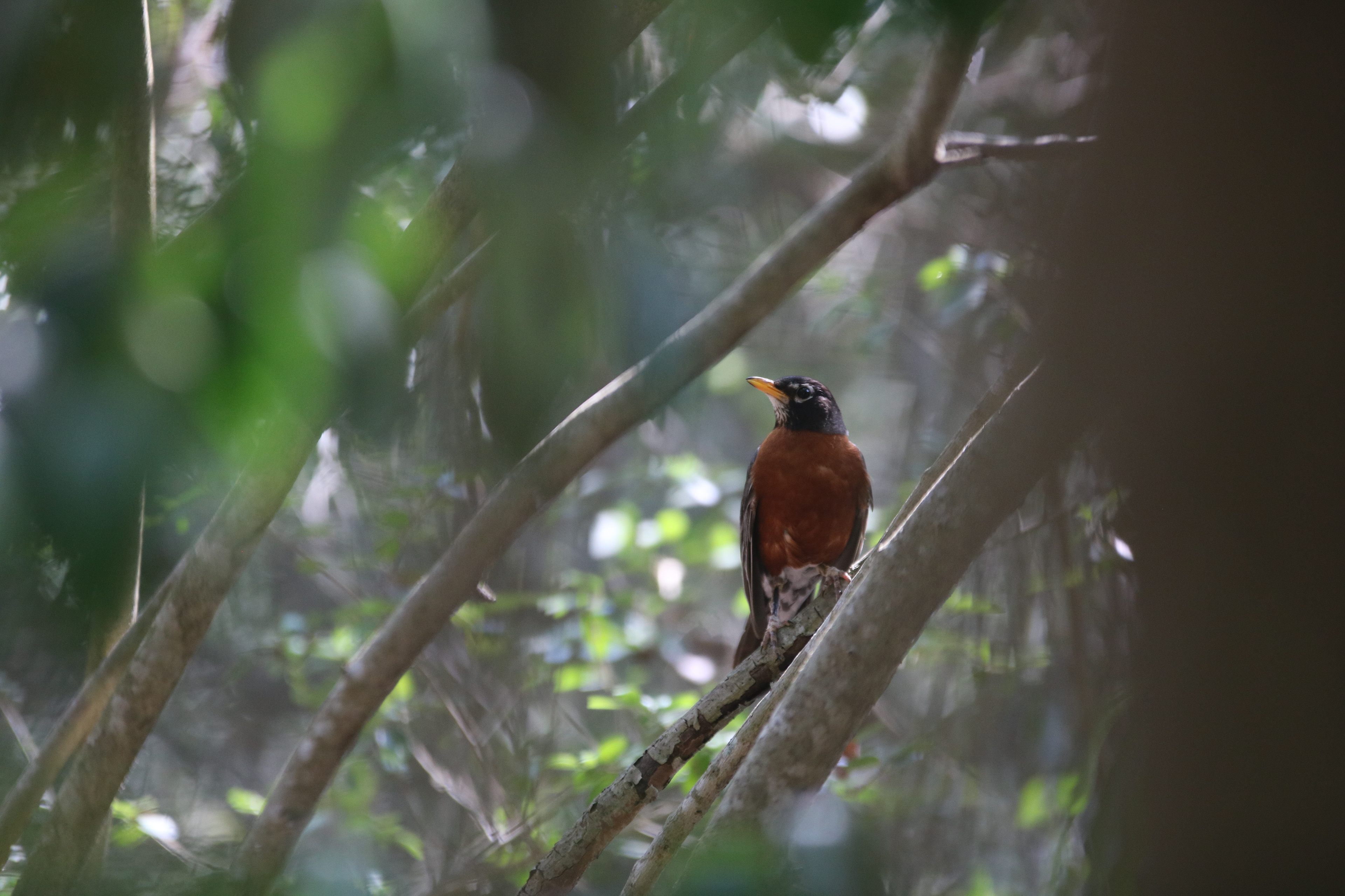 American Robin