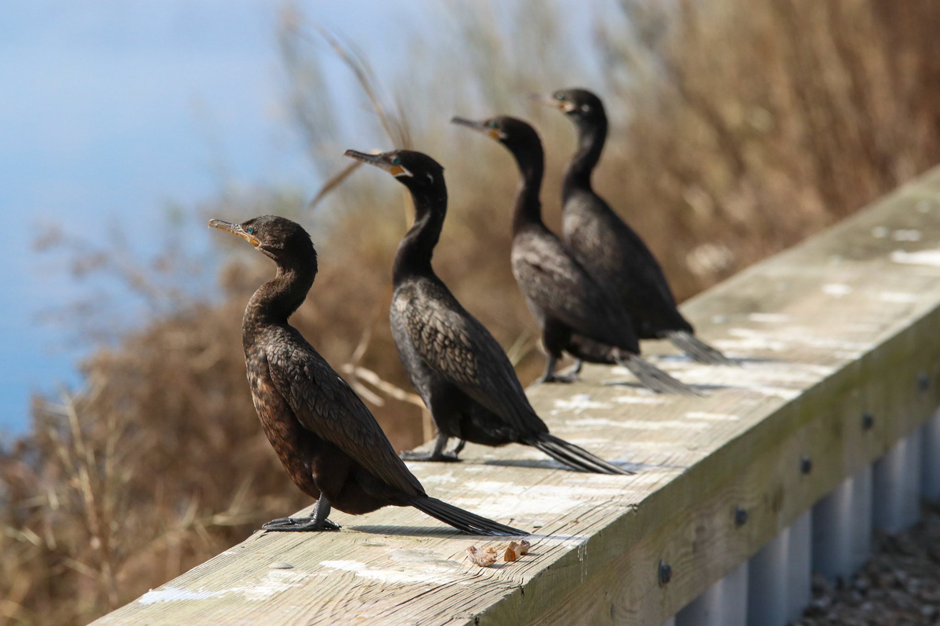 Cormorant