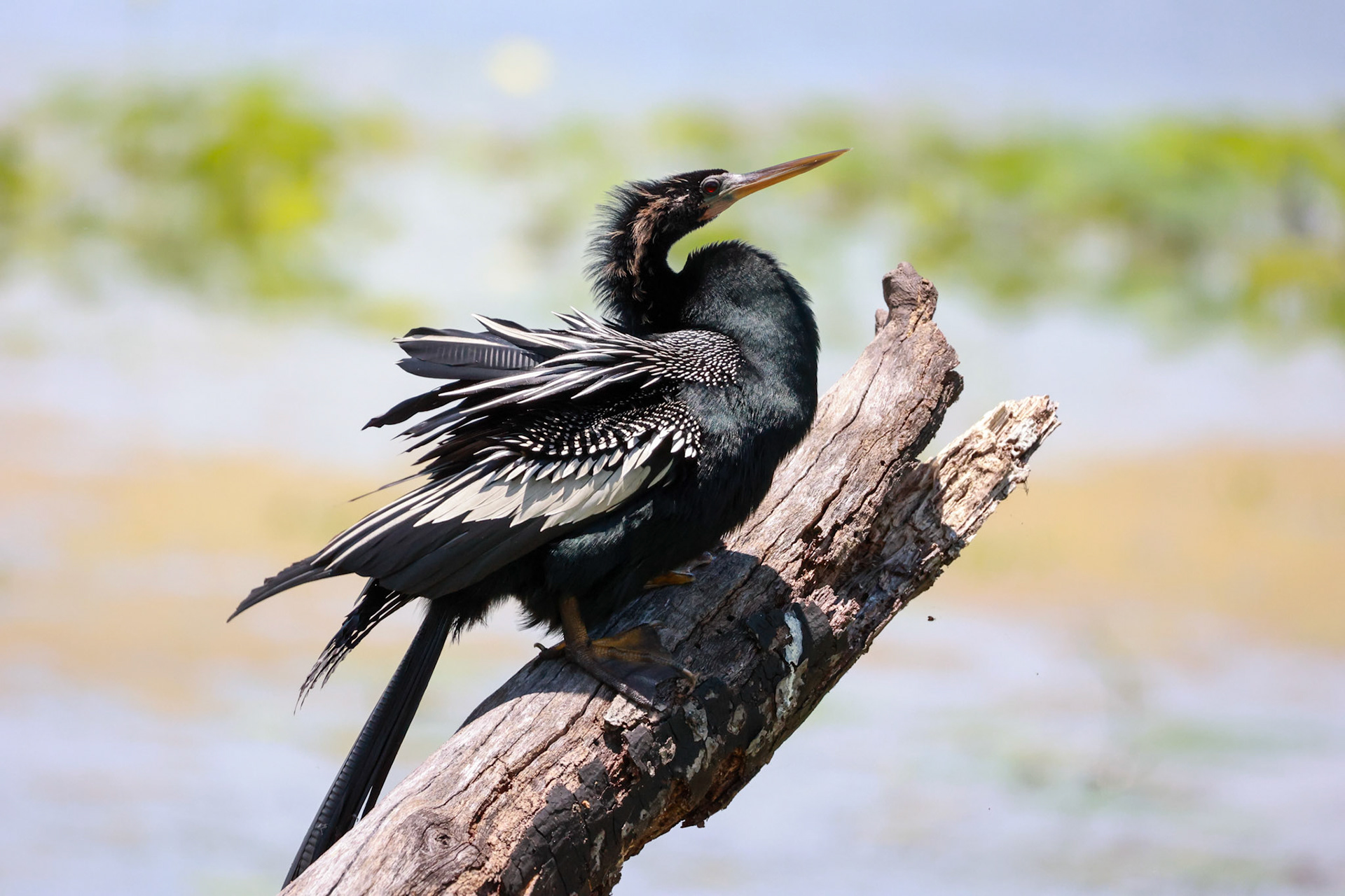 Anhinga