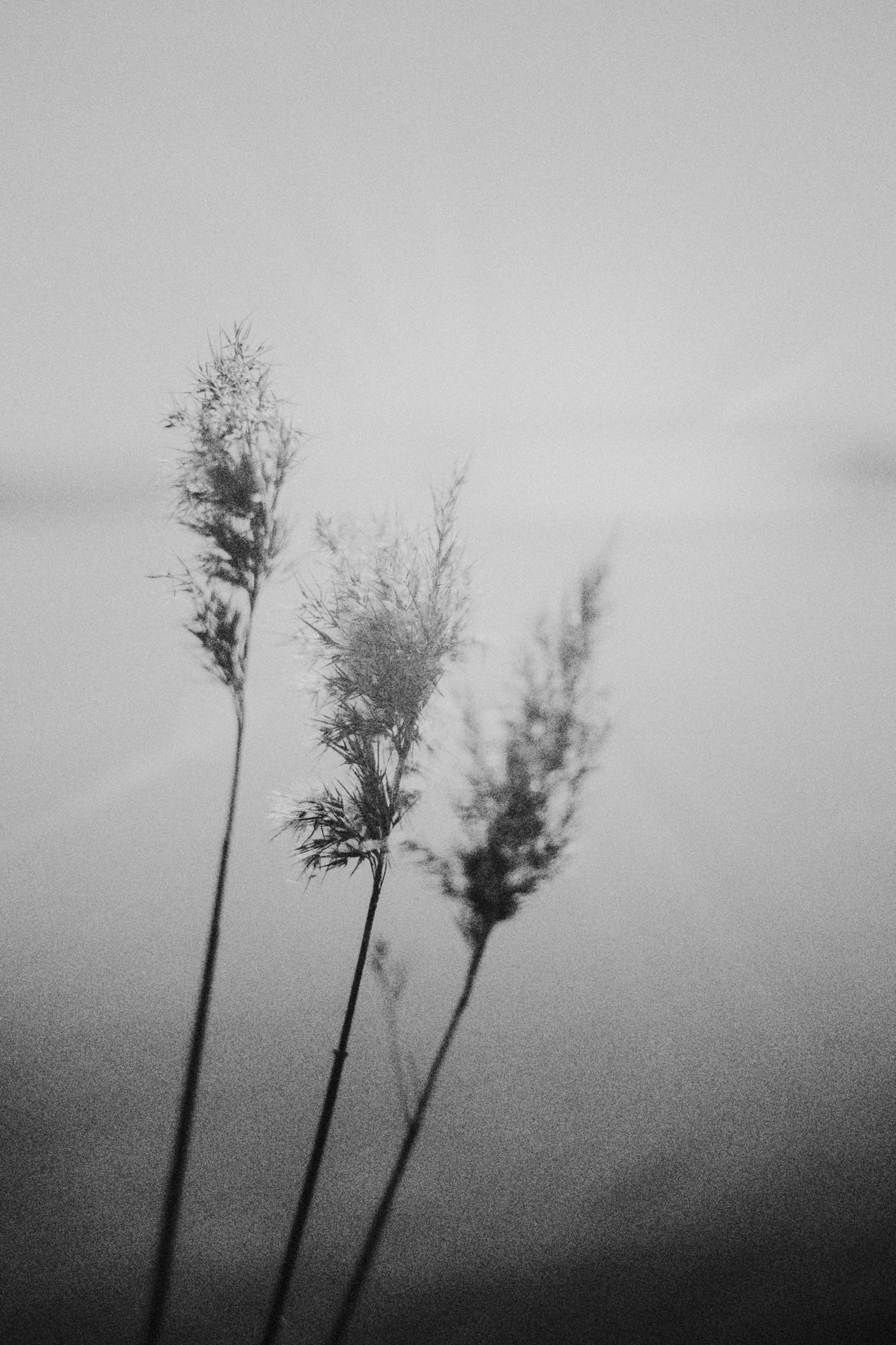 Vass på våren. Print 30x40 matt papper  