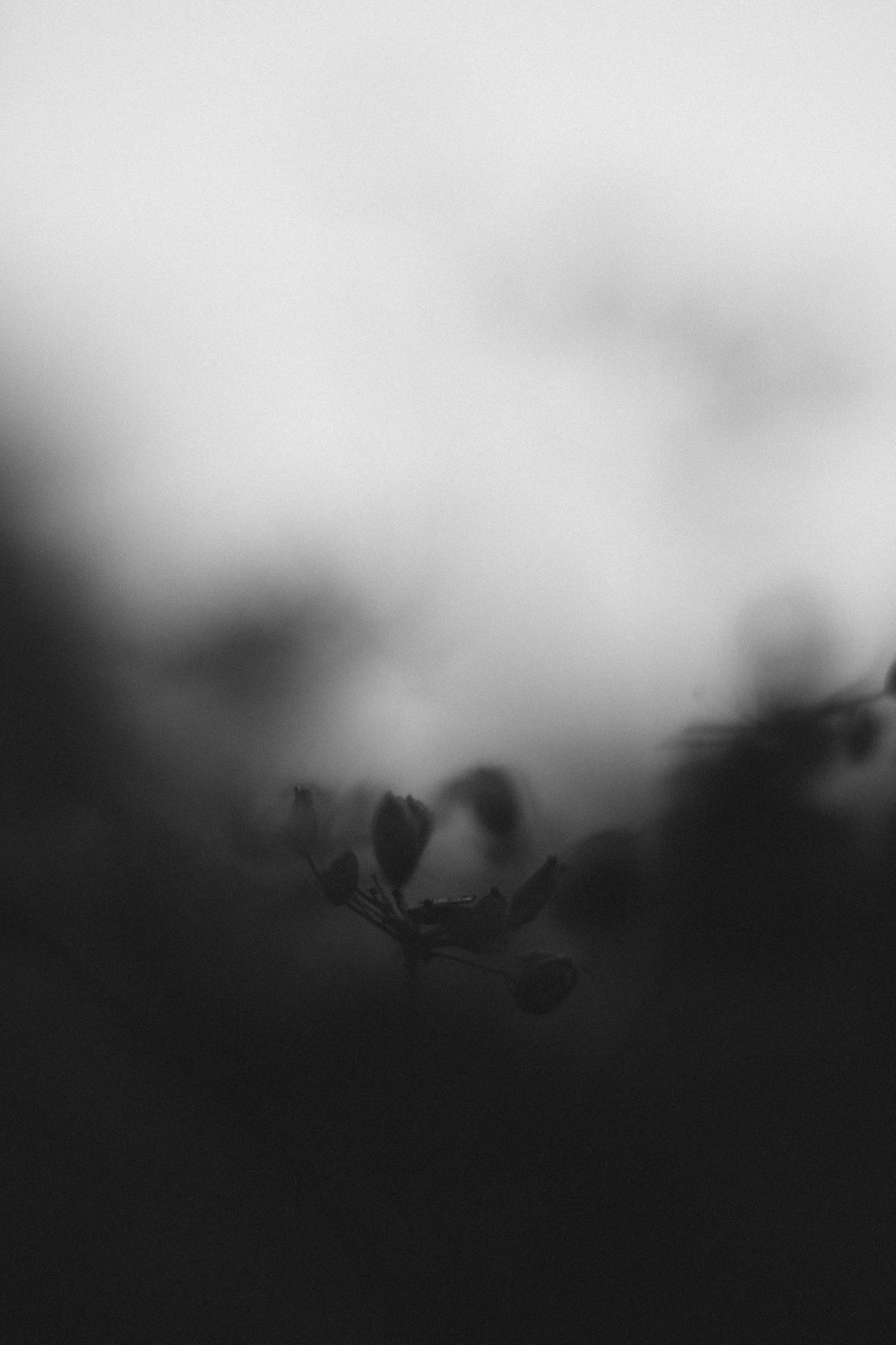 löv. Print 30x40 matt papper  