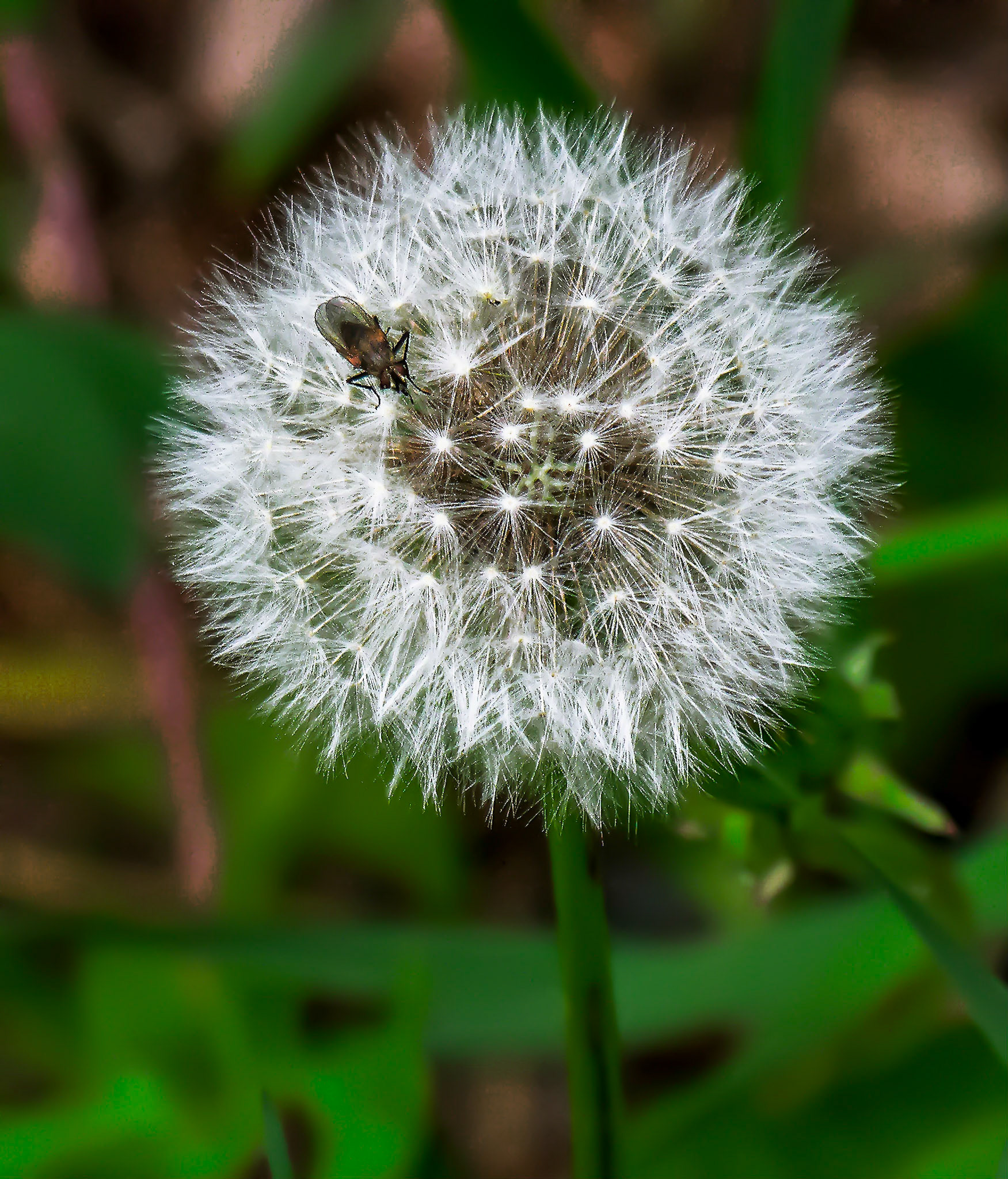 Dandelion with Visitor