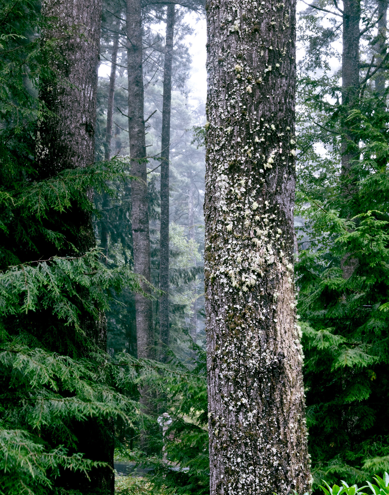 High and Might Pines