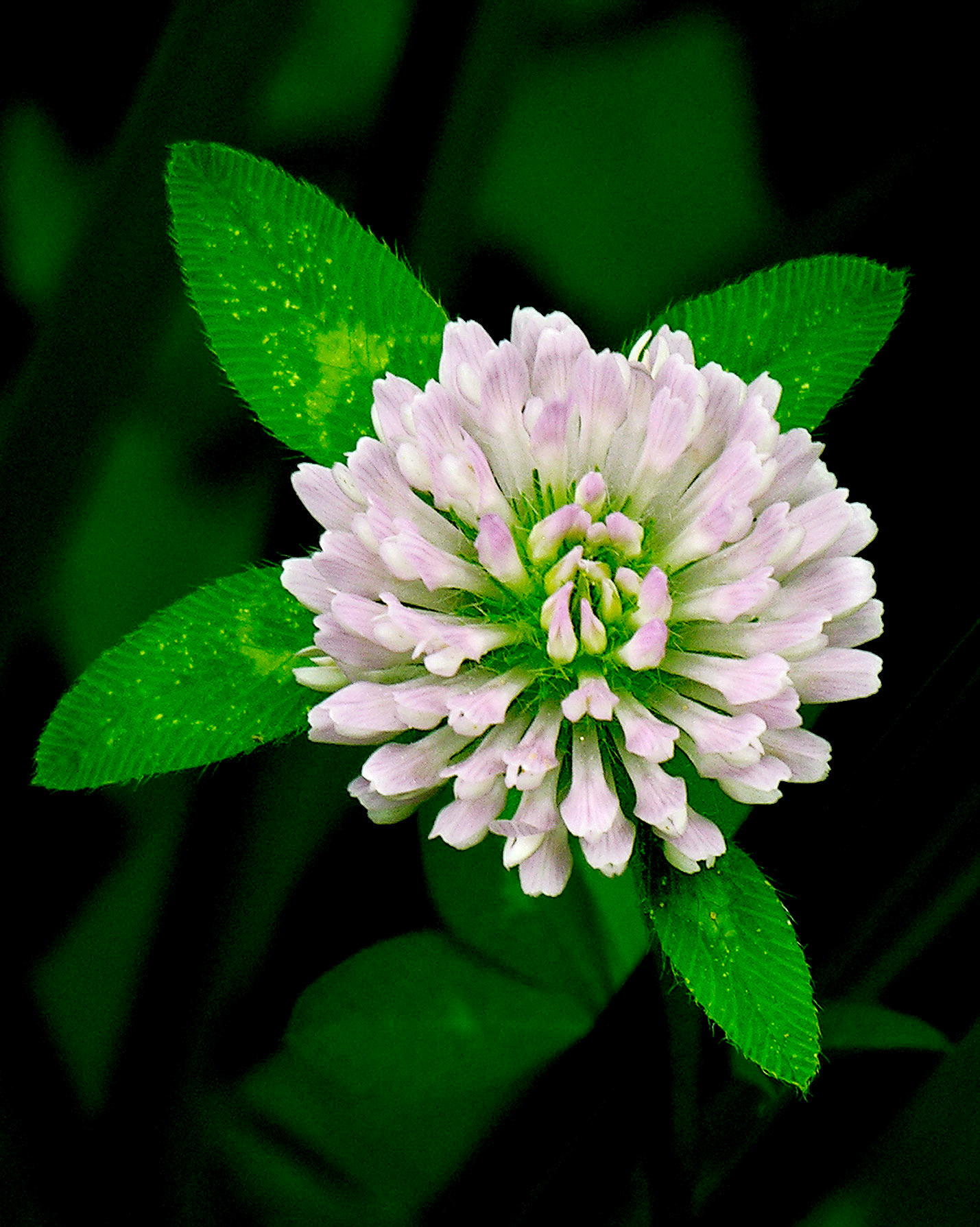 Clover