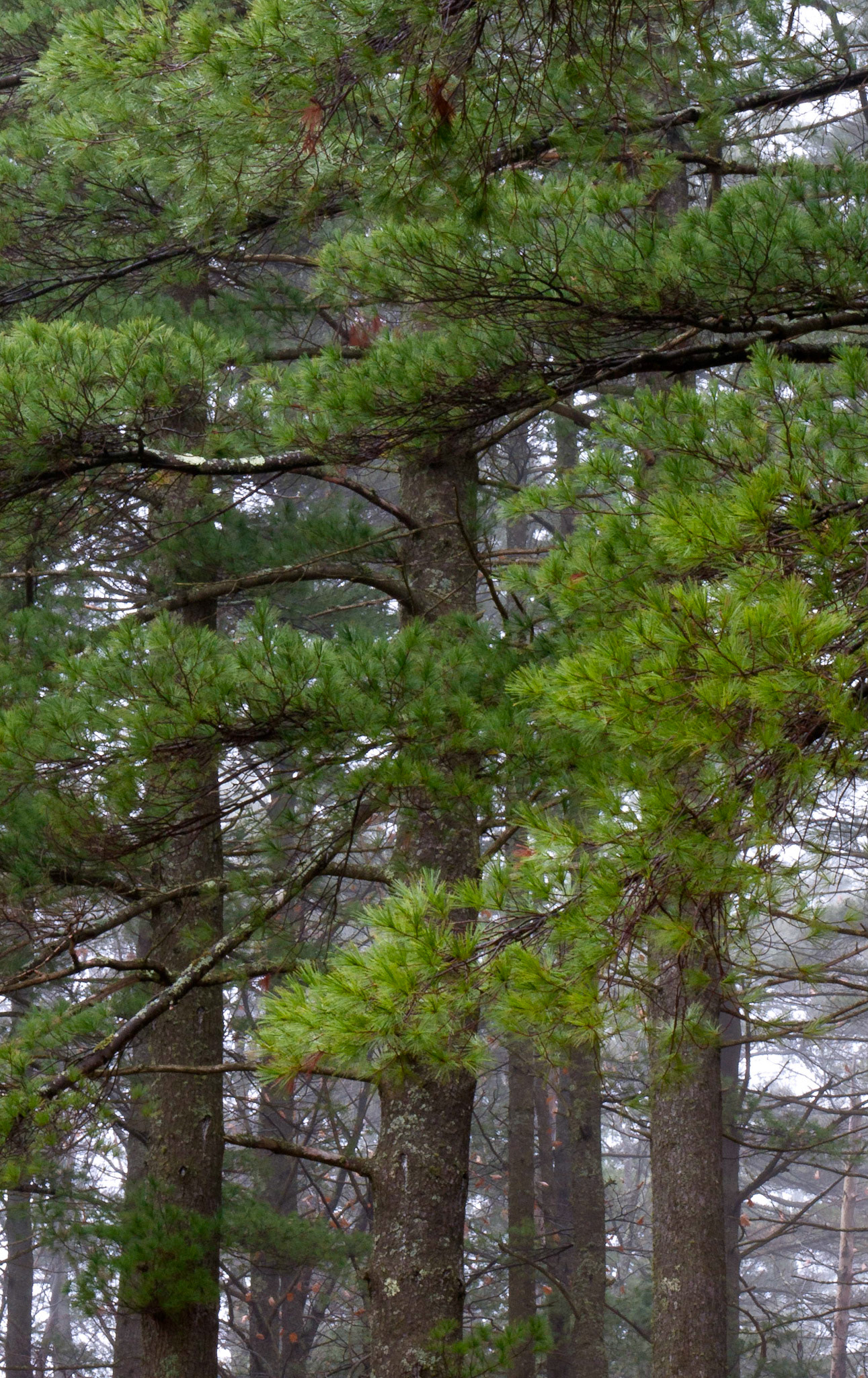 Pines in Breeze