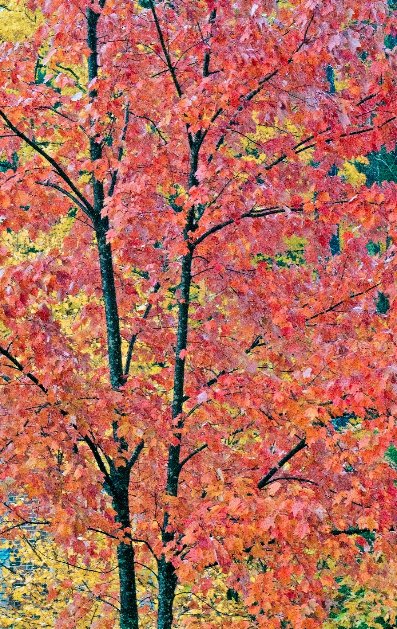 Fall Colors