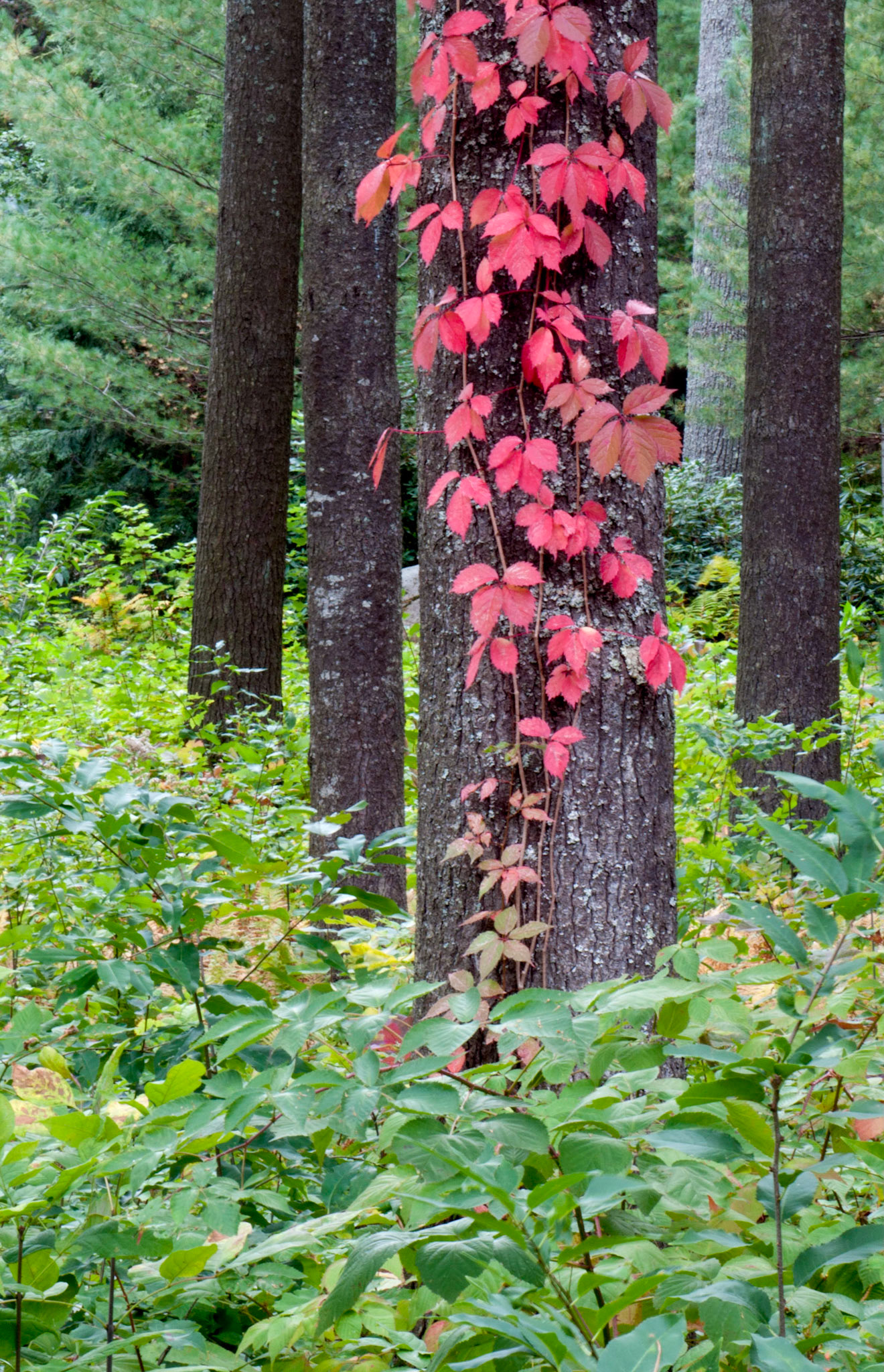 Red Ivy in Autumn